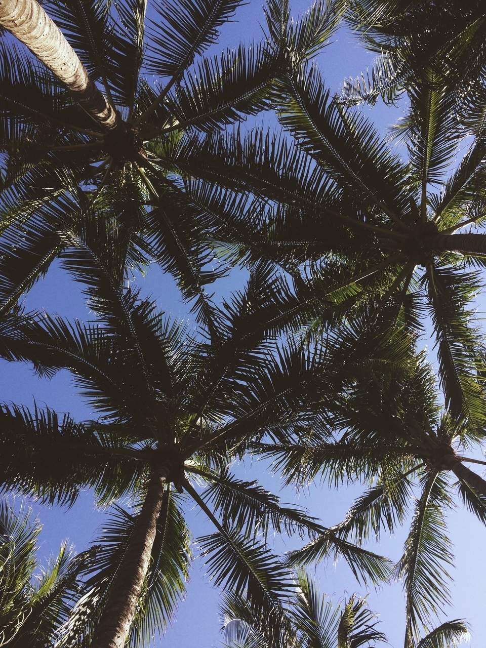 Miami, Wallpaper, And Palmeras Image - Attalea Speciosa - HD Wallpaper 