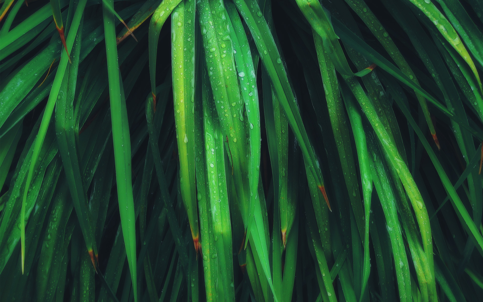 Green Wet Leaves - HD Wallpaper 