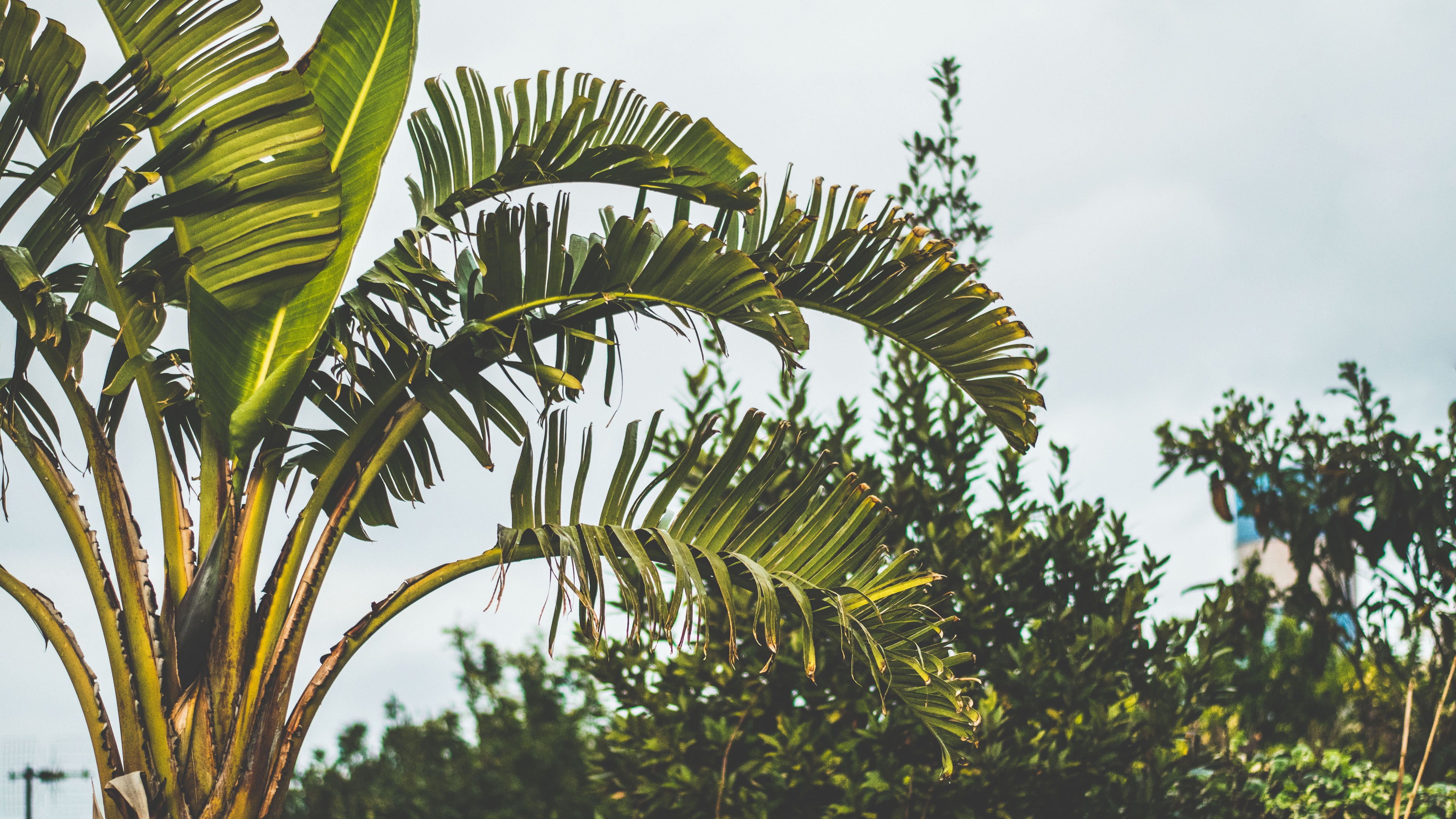 Wallpaper Palm Trees, Leaves - Preview App Filters Hack - HD Wallpaper 
