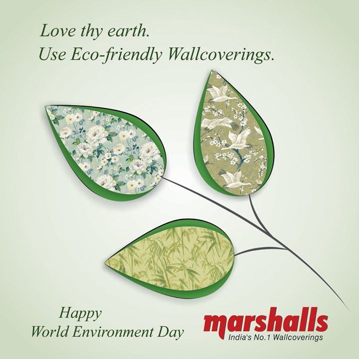 Sea Lettuce - HD Wallpaper 