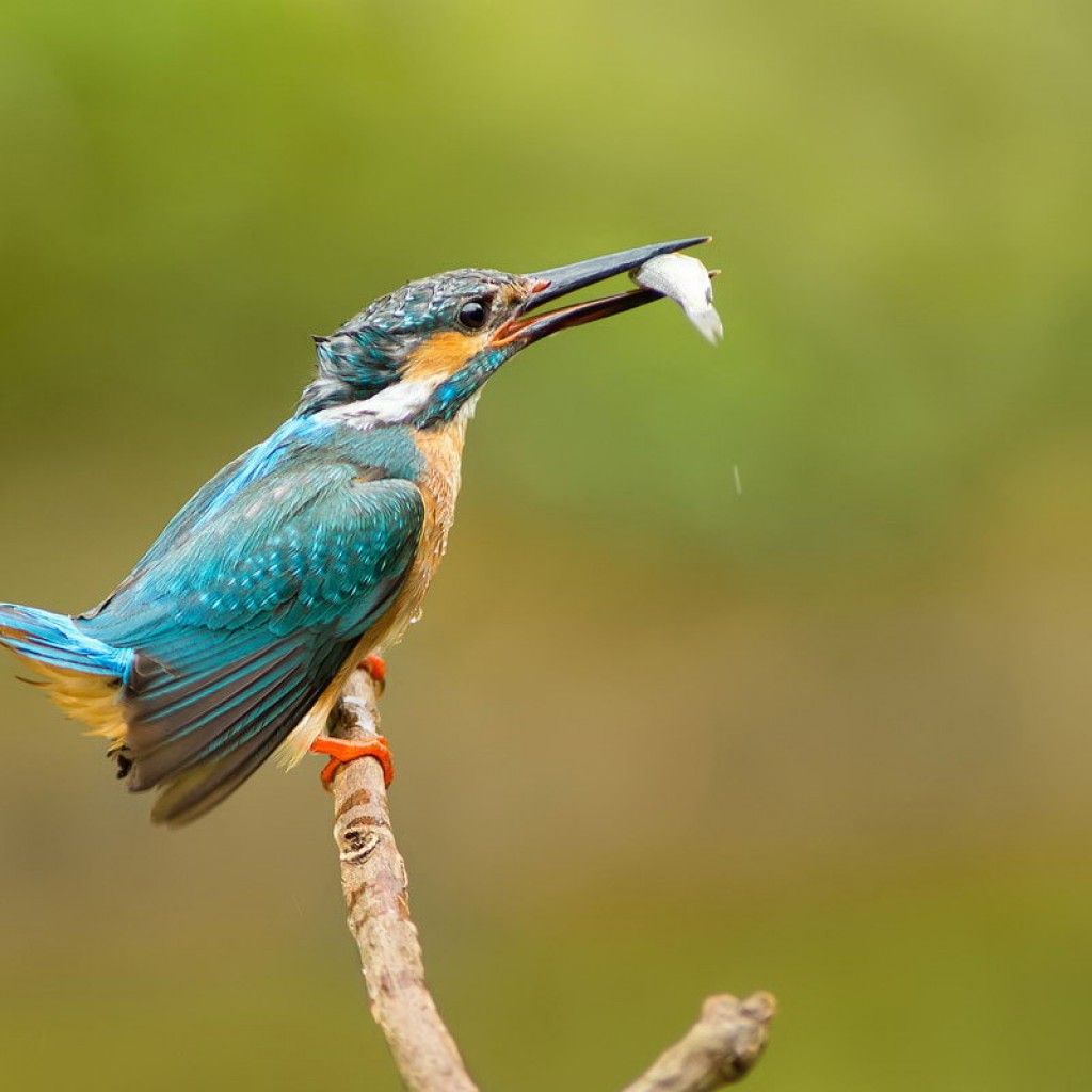 7 Inch Tablet Wallpapers Backgrounds Images - Wallpaper - HD Wallpaper 