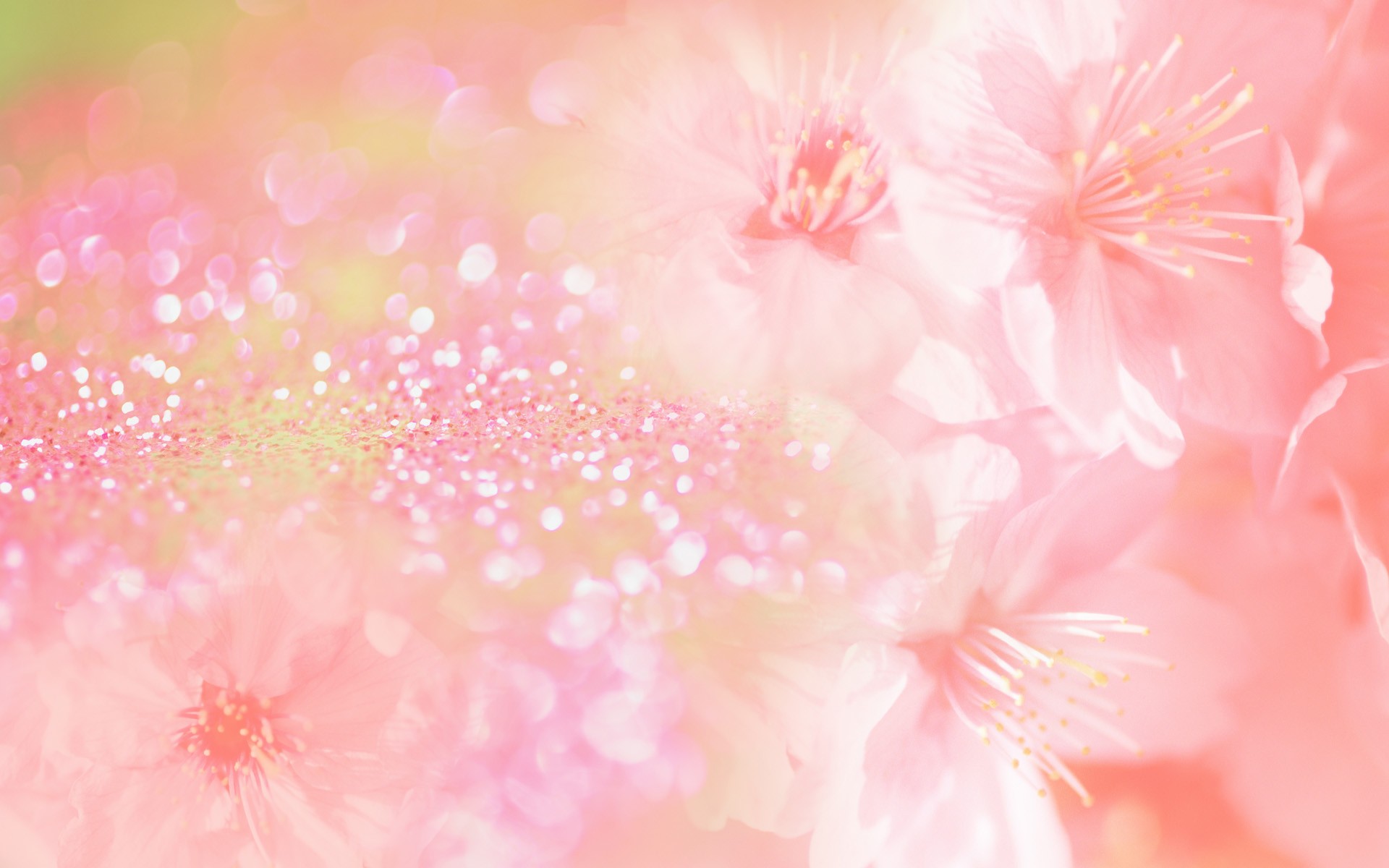 Flower Wallpaper Pink Background - HD Wallpaper 