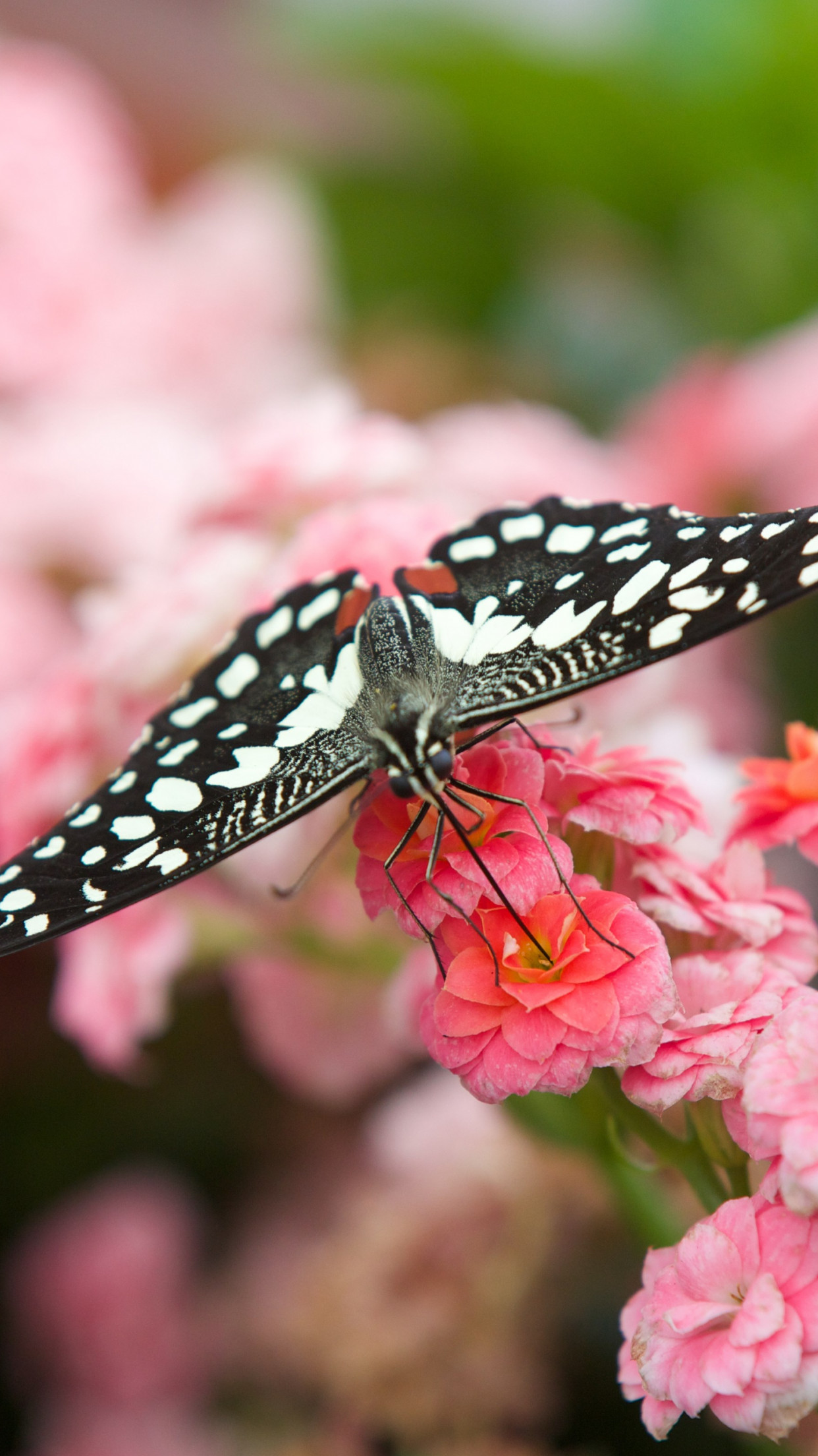 Black Butterfly On Pink Flowers Wallpaper - HD Wallpaper 