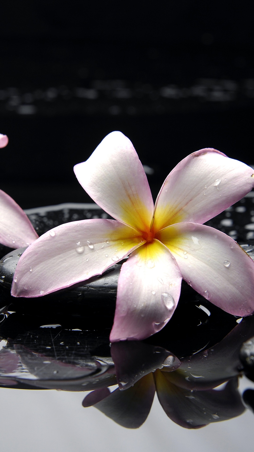 Flowers, Black, Pink, Yellow, Stones, Plumeria, Water - Plumeria Flower Wallpaper Hd - HD Wallpaper 