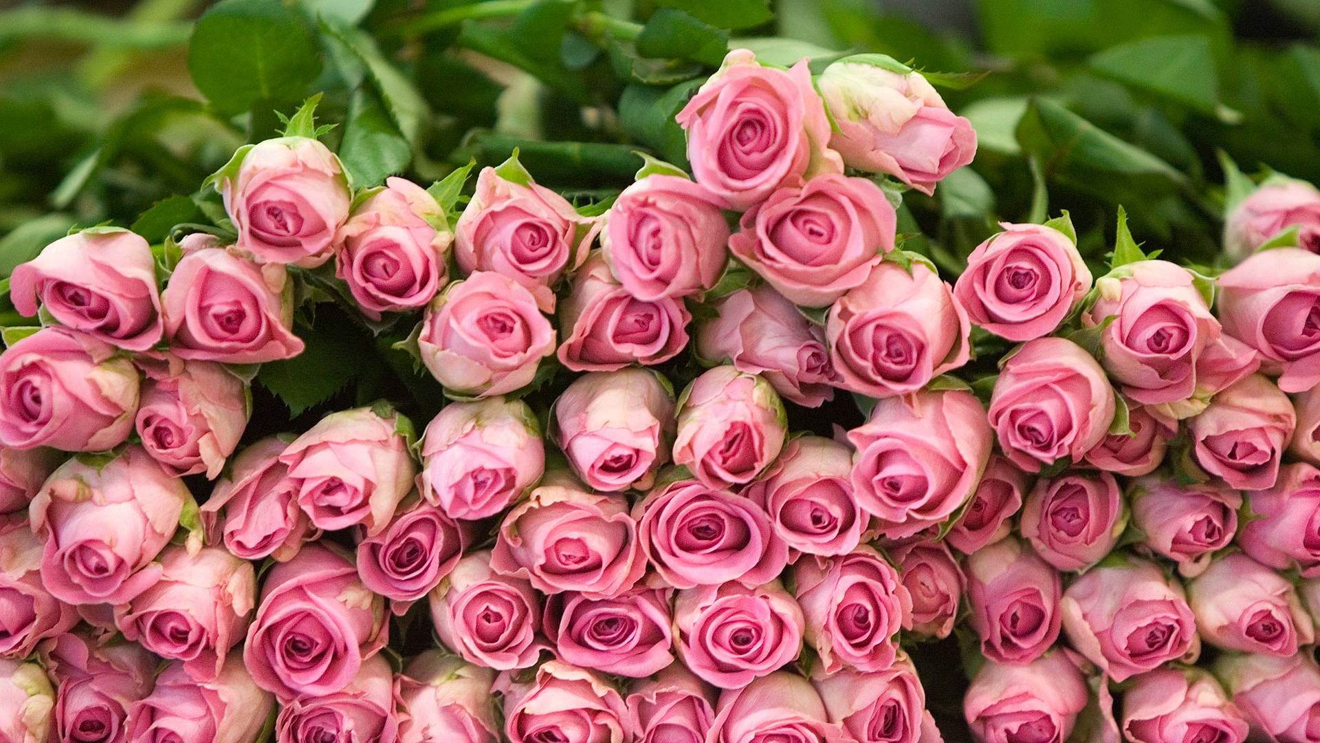 Rose Free Download Hd - 1920x1080 Wallpaper Rose Free Download Hd - 1920x1080 Wallpaper
