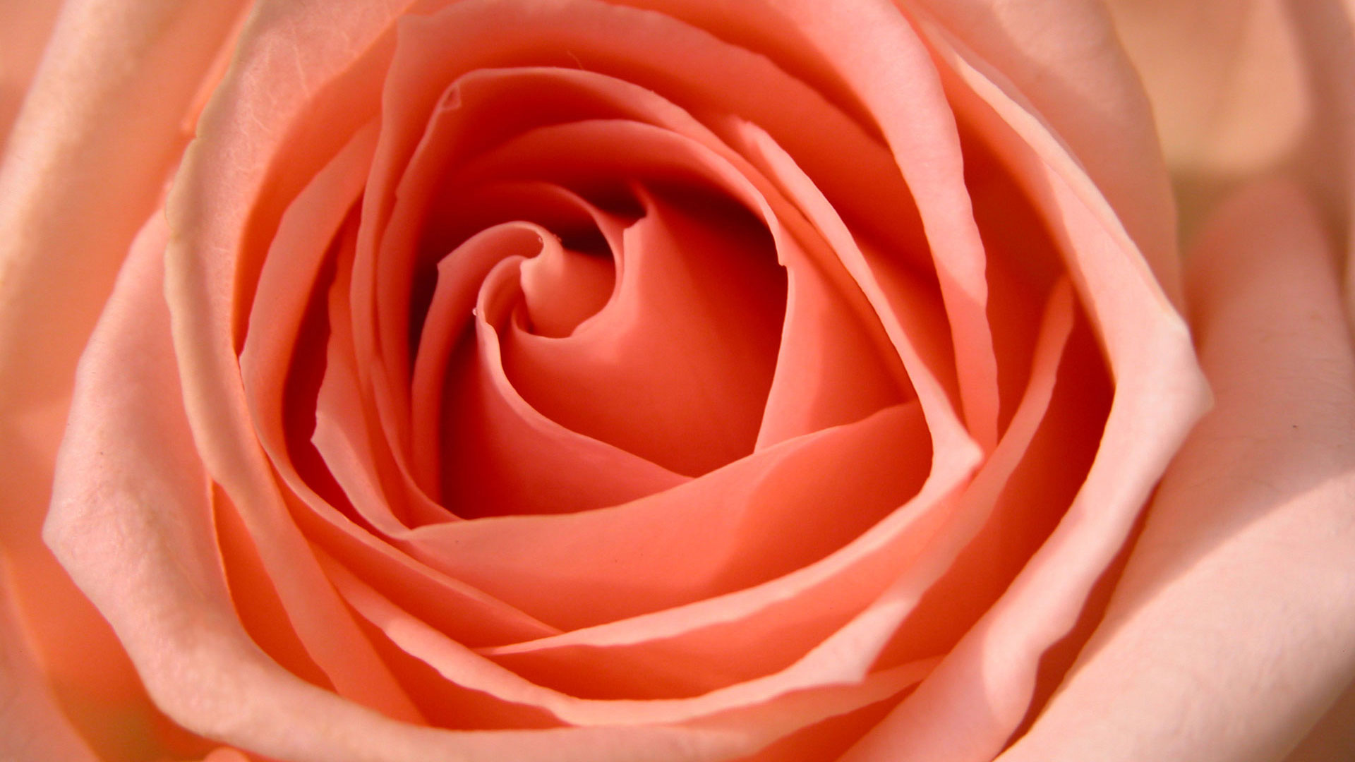 Rose Hdtv Wallpaper - HD Wallpaper 