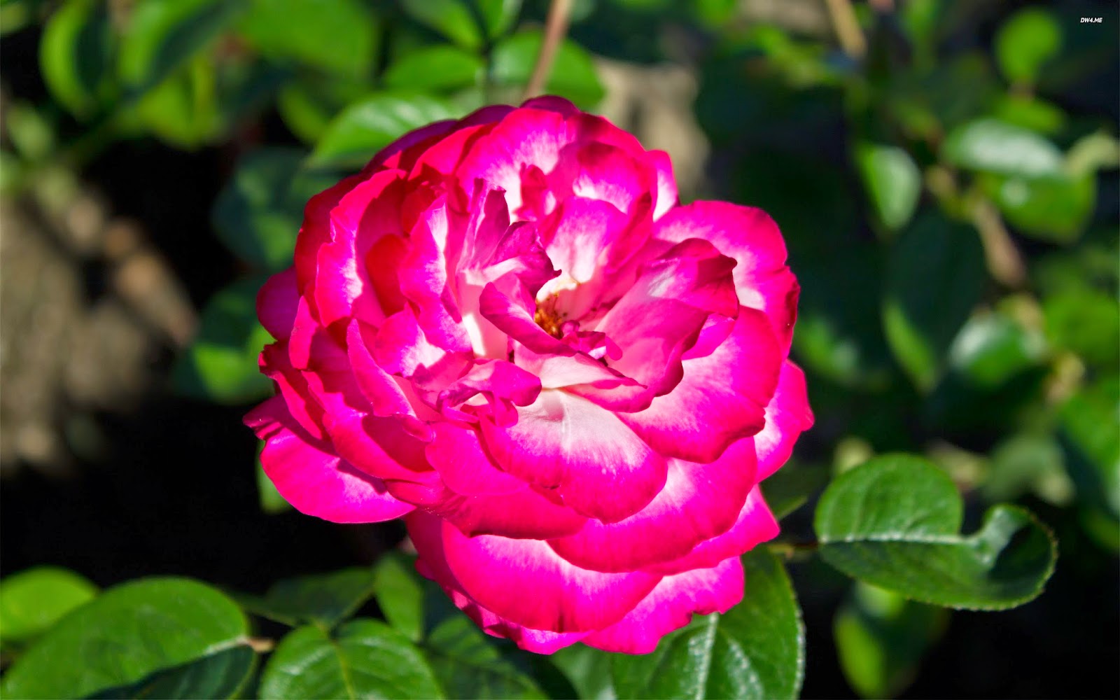 Floribunda - HD Wallpaper 