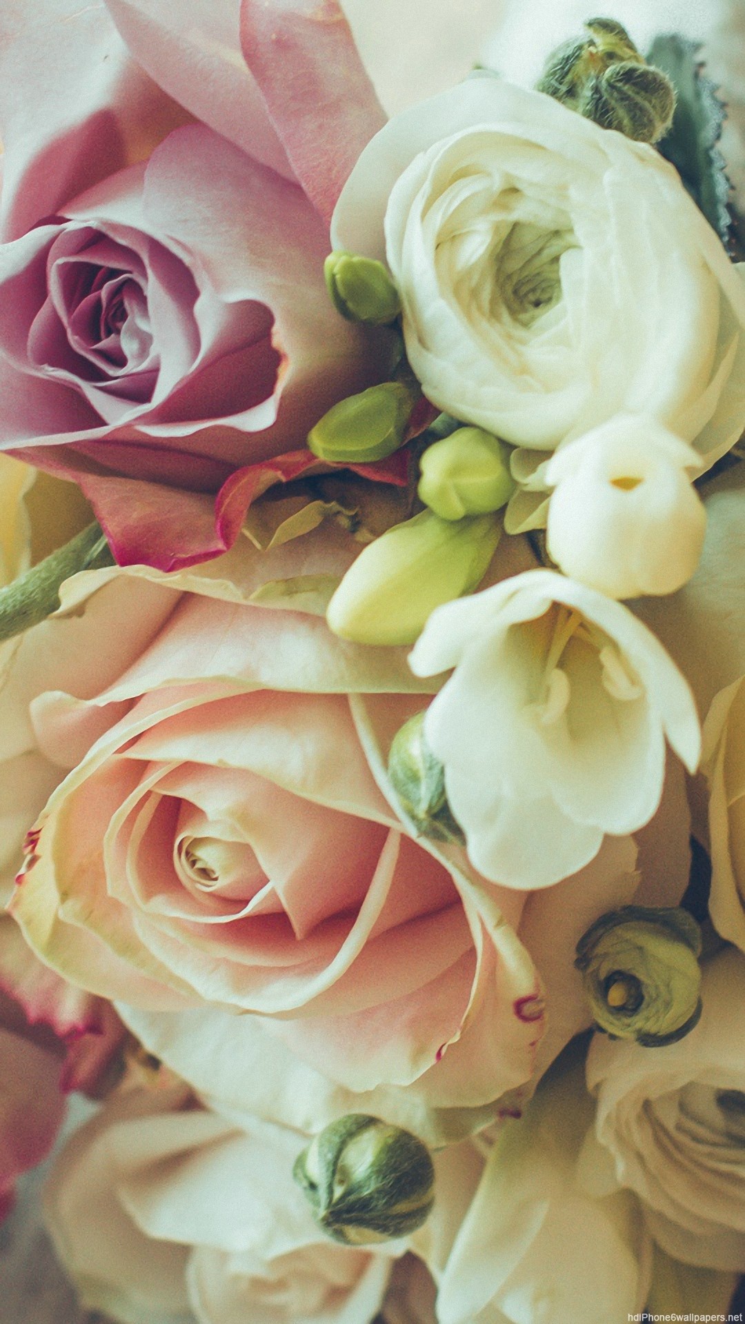 Hd Design Rose Bouquet Iphone 6 Wallpaper 
 Data-src - Iphone 6s Plus Roses - HD Wallpaper 