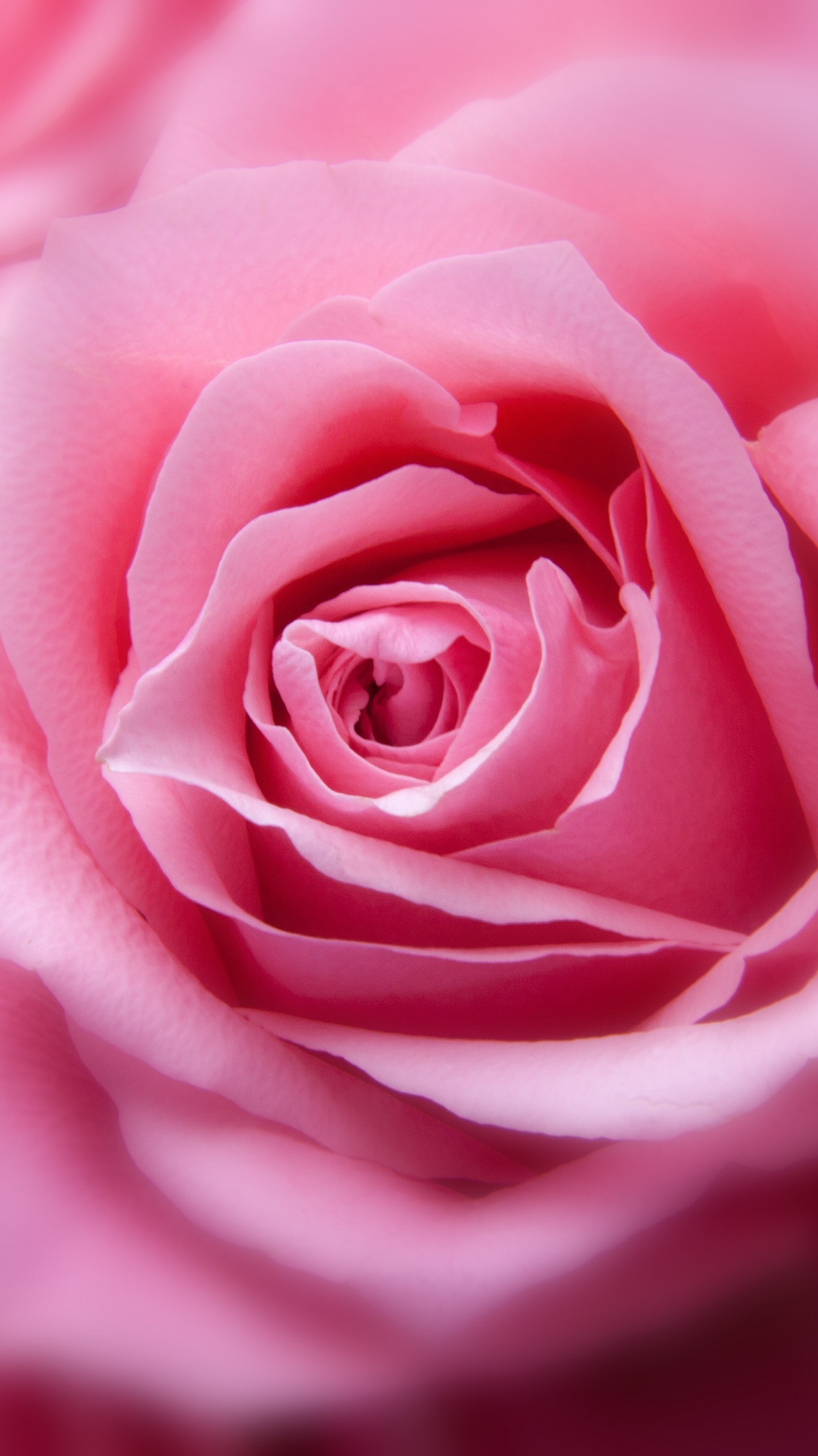 Pink Rose - HD Wallpaper 