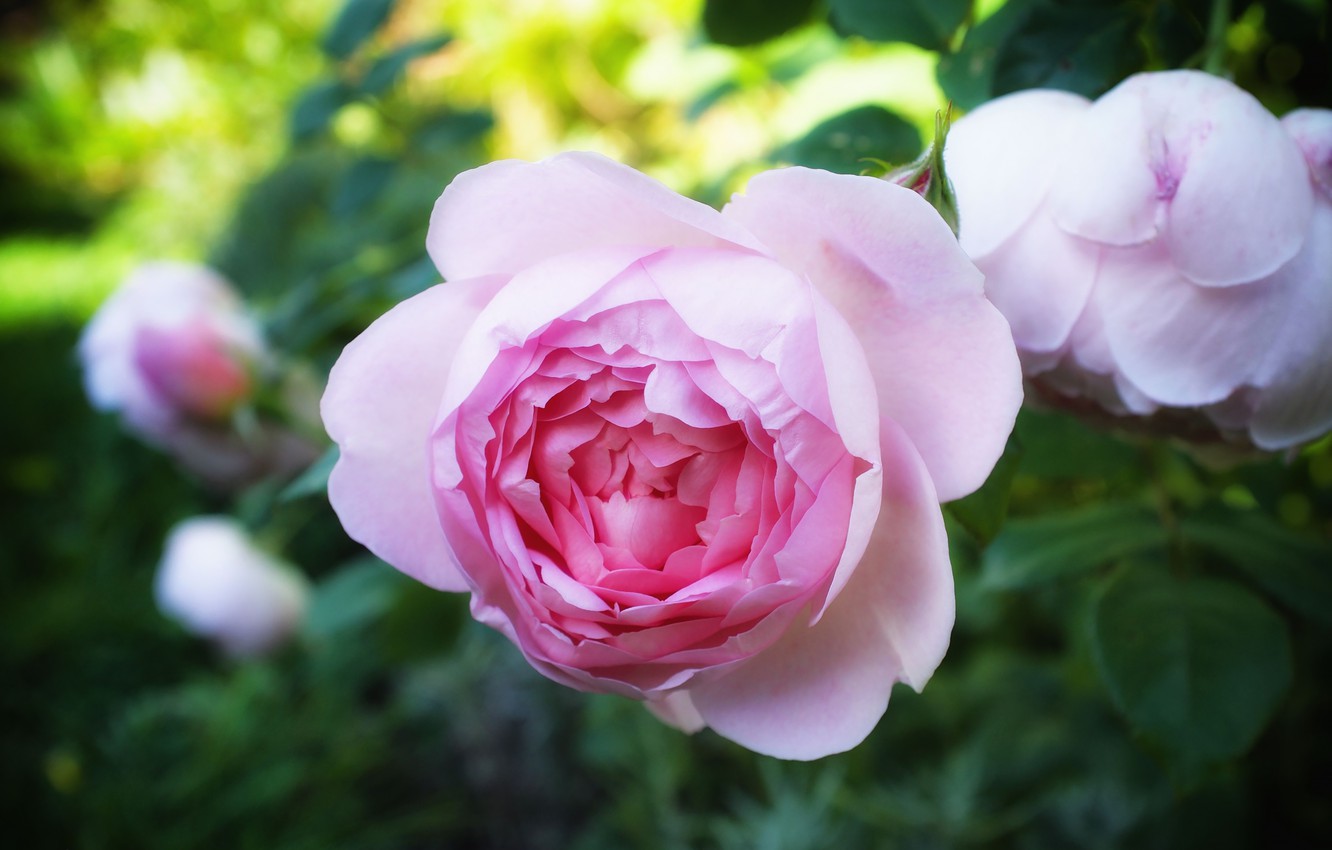 Photo Wallpaper Flower, Pink, Rose, Roses, Garden, - Rosa × Centifolia - HD Wallpaper 