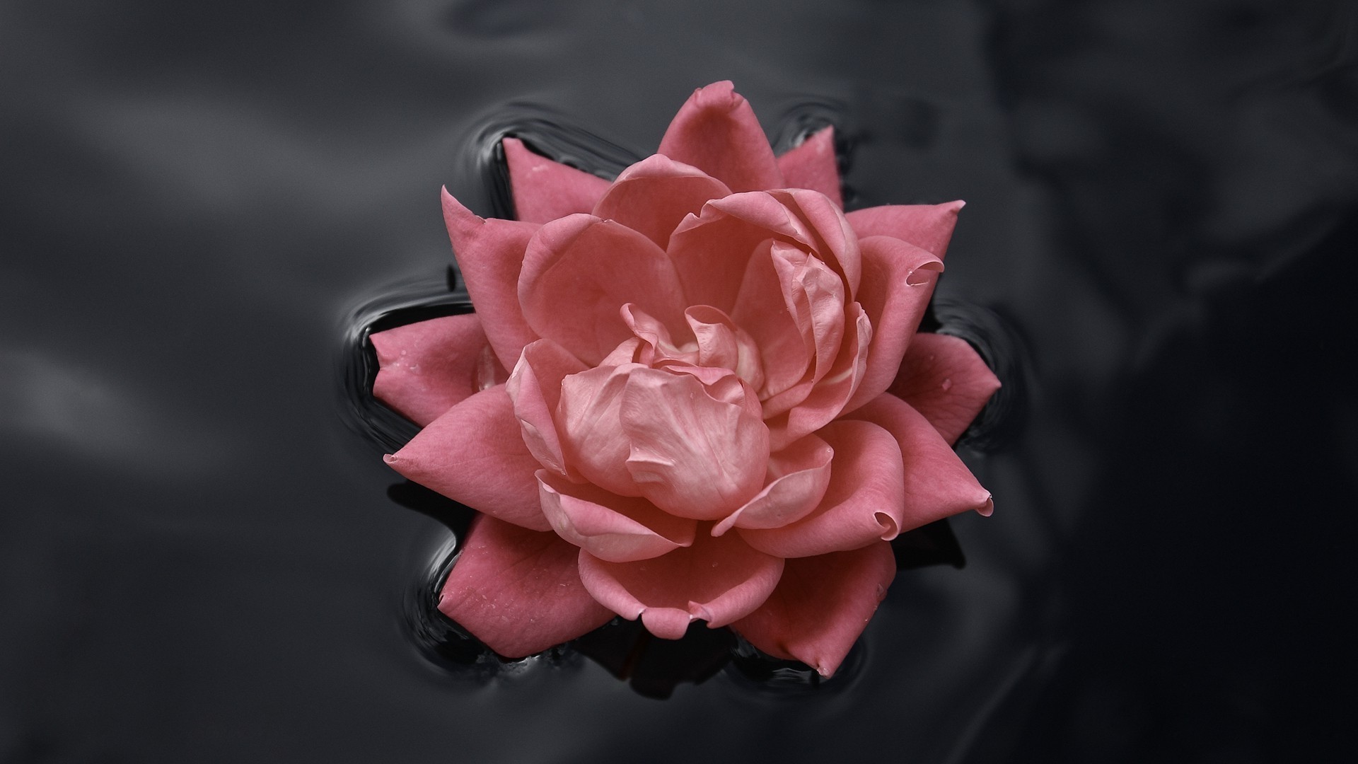 Pink Roses, Water, Nature, Macro, Flowers, Rose, Black, - Black And Pink Wallpaper Hd - HD Wallpaper 