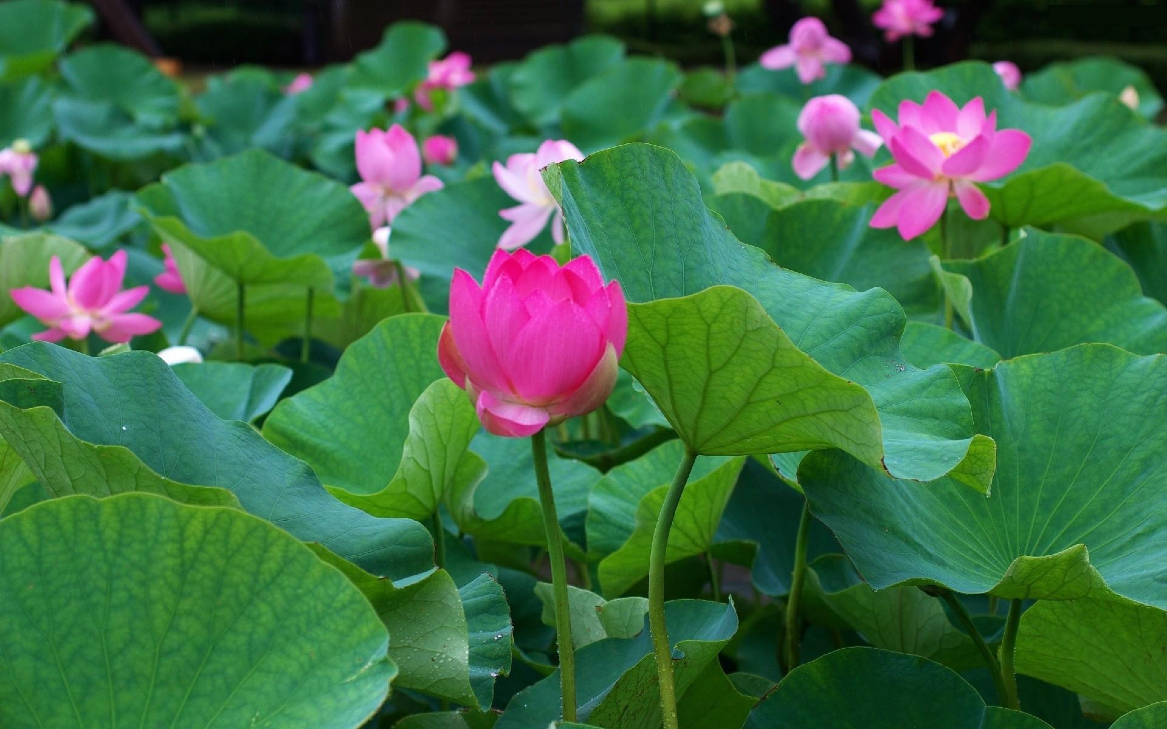 Lotus Flower Background Hd - HD Wallpaper 