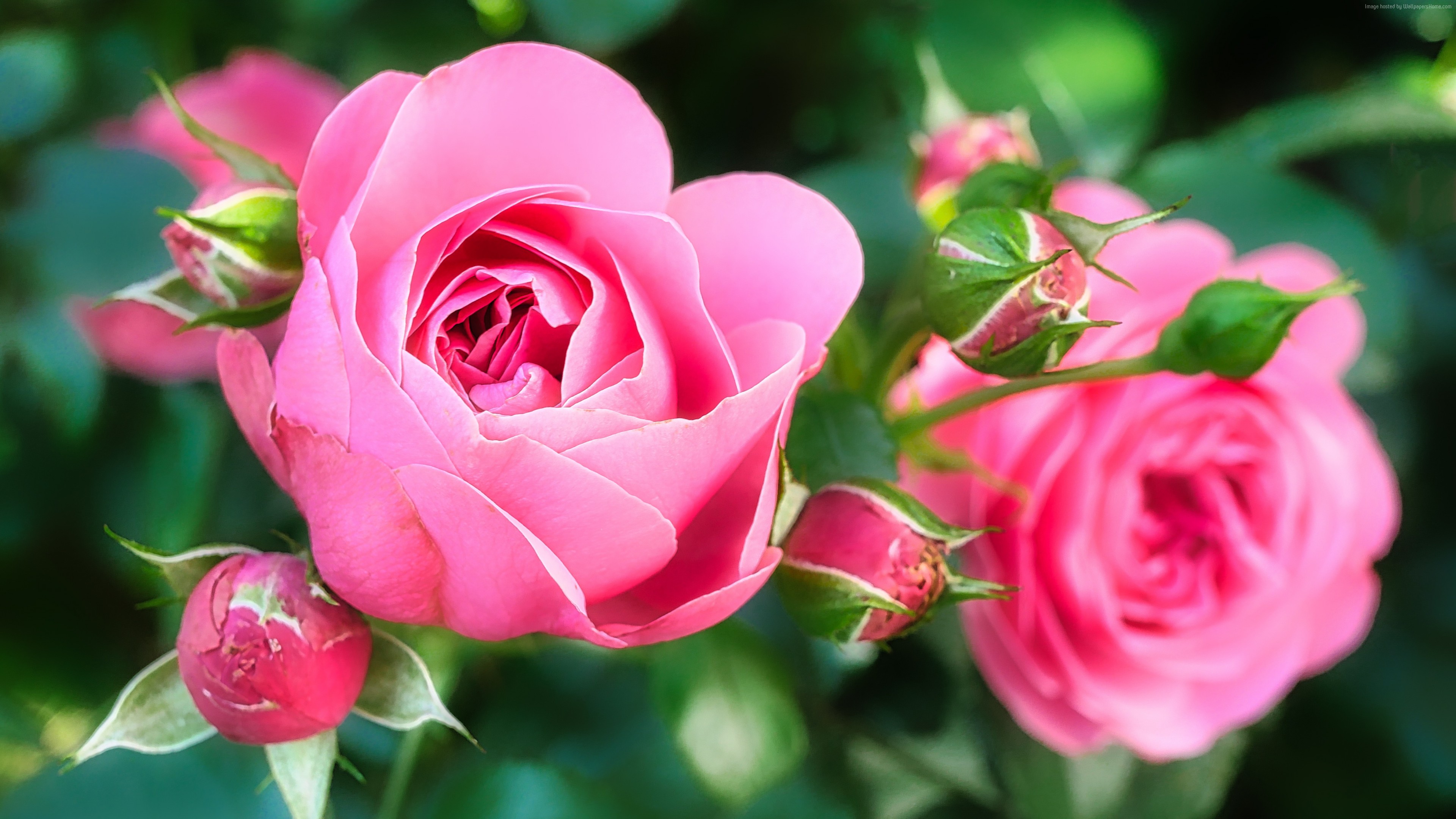 Wallpaper Rose, Pink, Flower, 5k, Nature - Rose Hd - HD Wallpaper 
