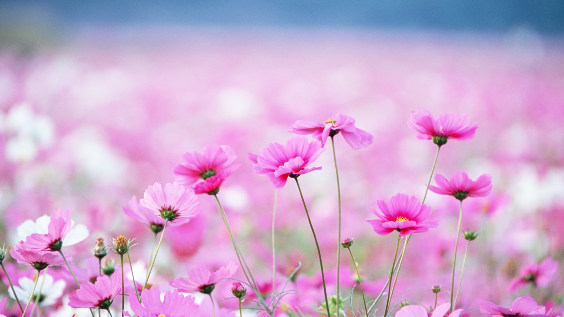 Wallpaper Et Fond D Écran Printemps Fleurs - Field Of Pink Wildflowers - HD Wallpaper 