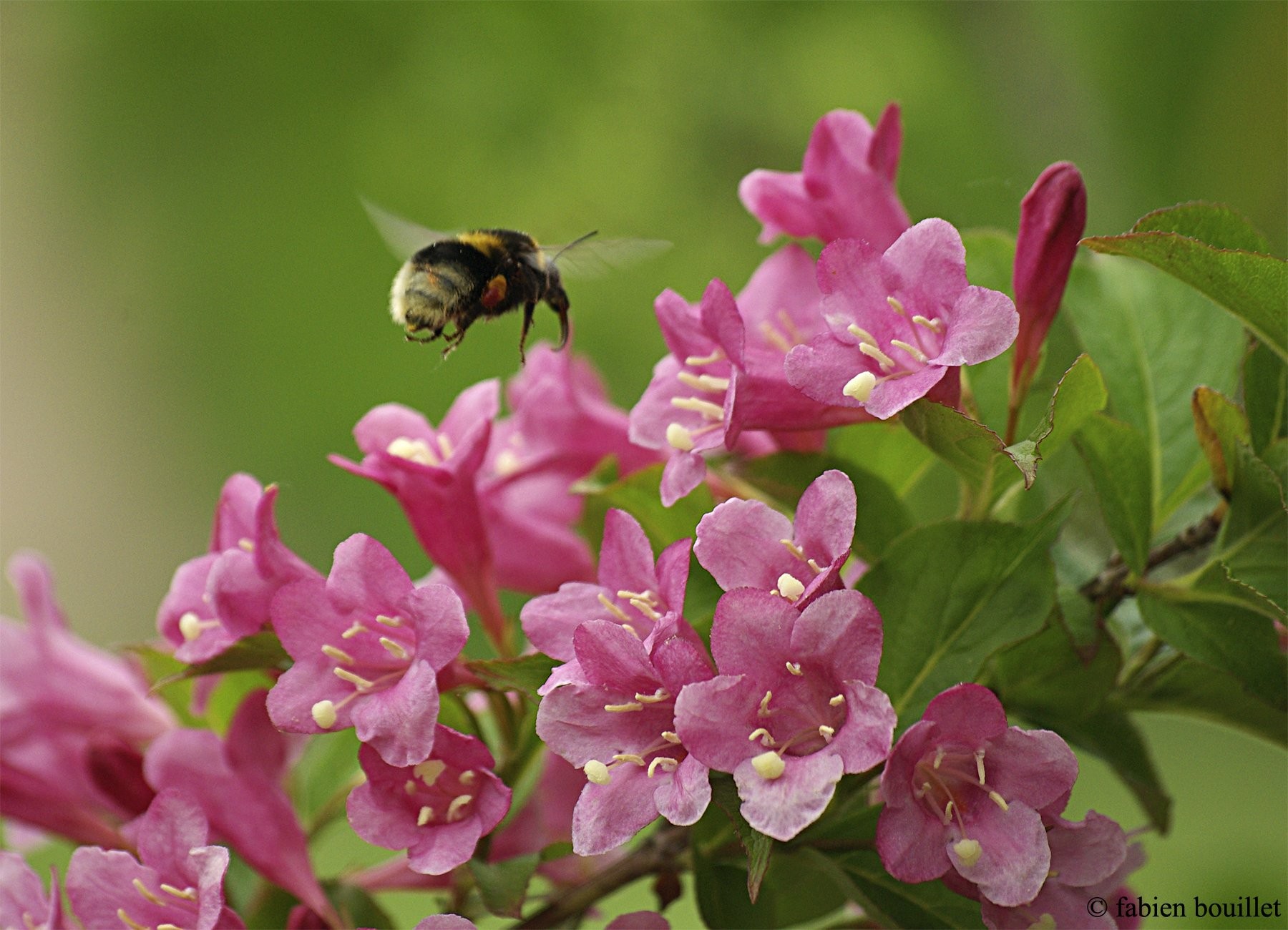Hydrangeaceae - HD Wallpaper 