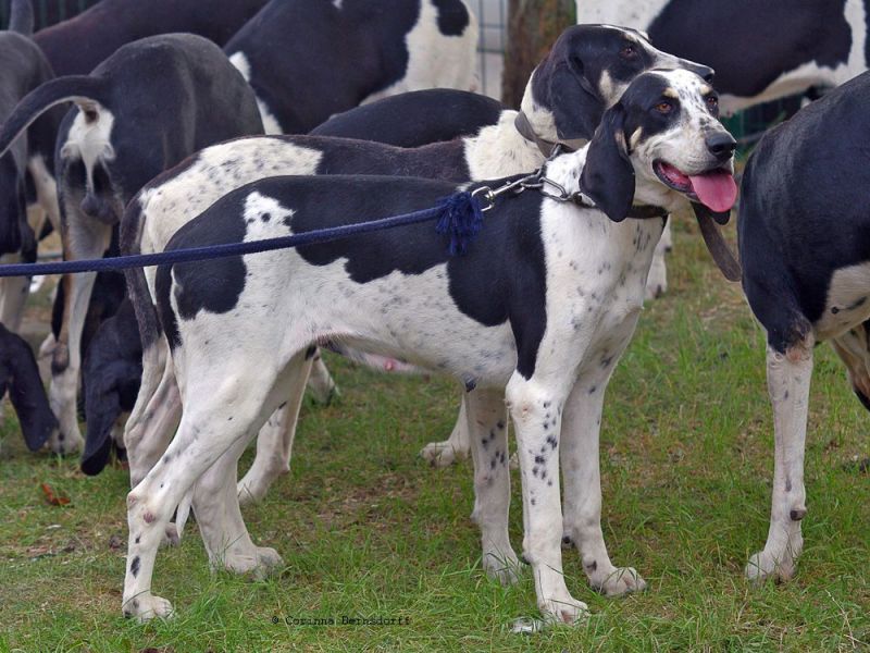 Grand Anglo Français Blanc Et Noir - HD Wallpaper 