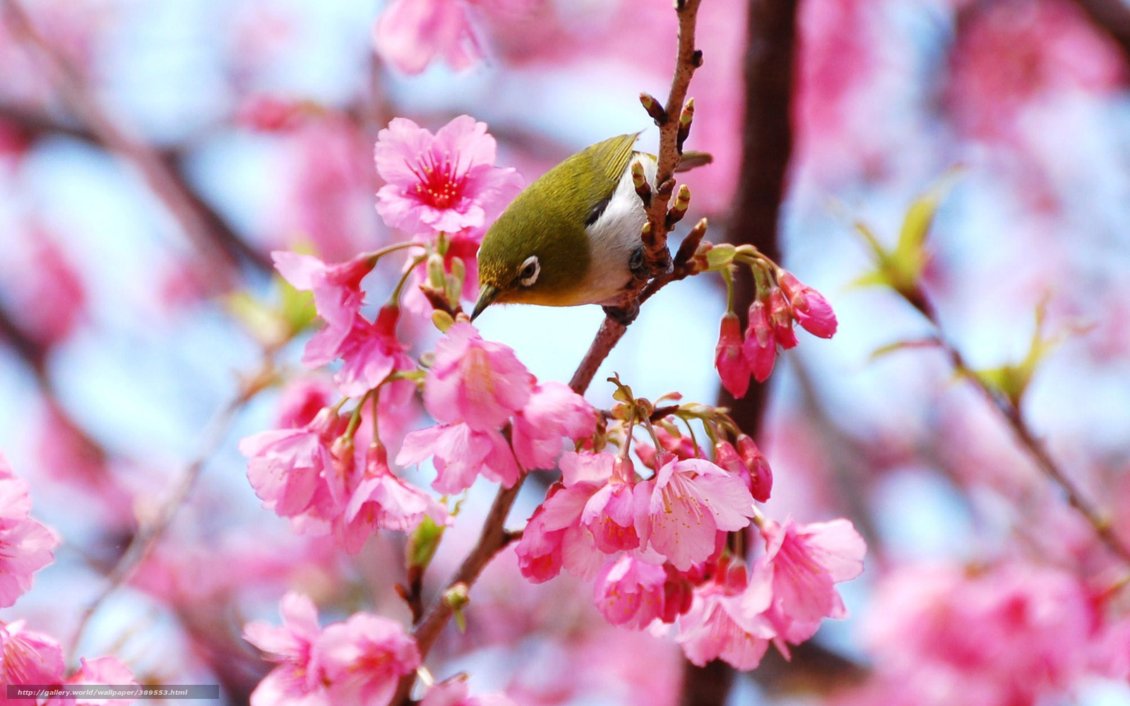 Download Wallpaper Branch, Flowers, Bird, Spring Free - پرنده روی درخت پر شکوفه - HD Wallpaper 