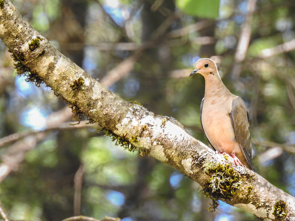 American Mourning Dove - HD Wallpaper 
