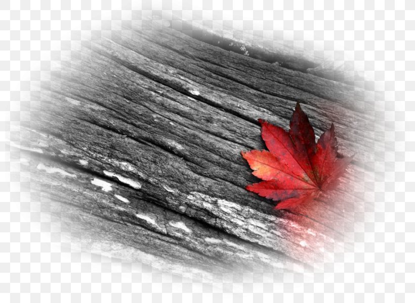 Youtube Desktop Wallpaper Red Photography Black And - Autumn Cover Photos For Facebook Black And White - HD Wallpaper 