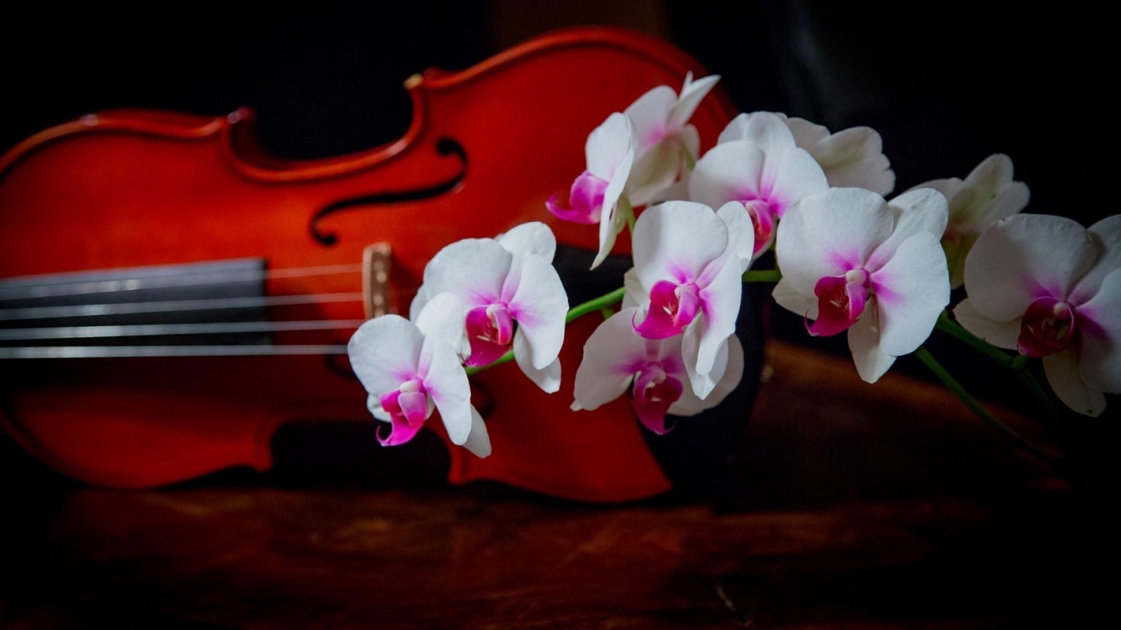 Wallpaper Orchid, Two-tone, Branch, Violin - Violin - HD Wallpaper 
