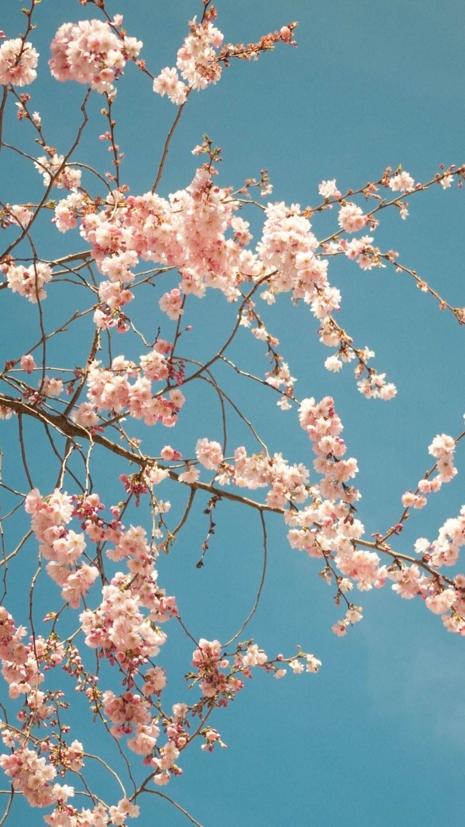 Cherry Blossom Wallpaper Iphone - HD Wallpaper 