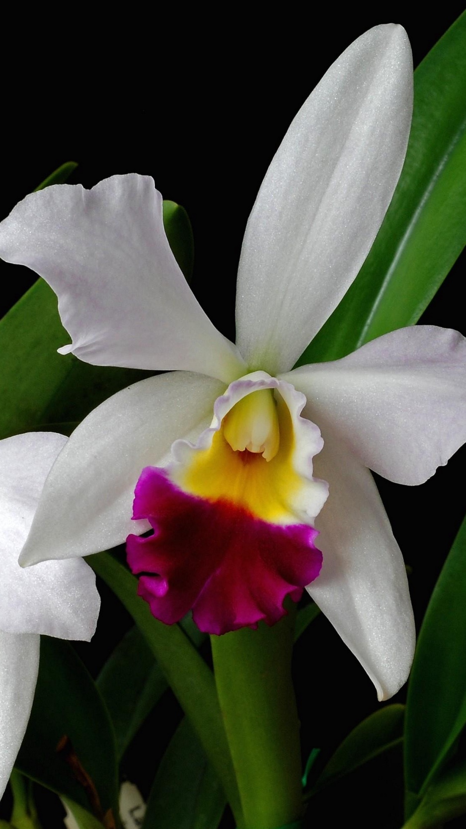 Wallpaper Orchid, Flower, Exotic, Leaf, Two-tone - Cattleya Hd - HD Wallpaper 