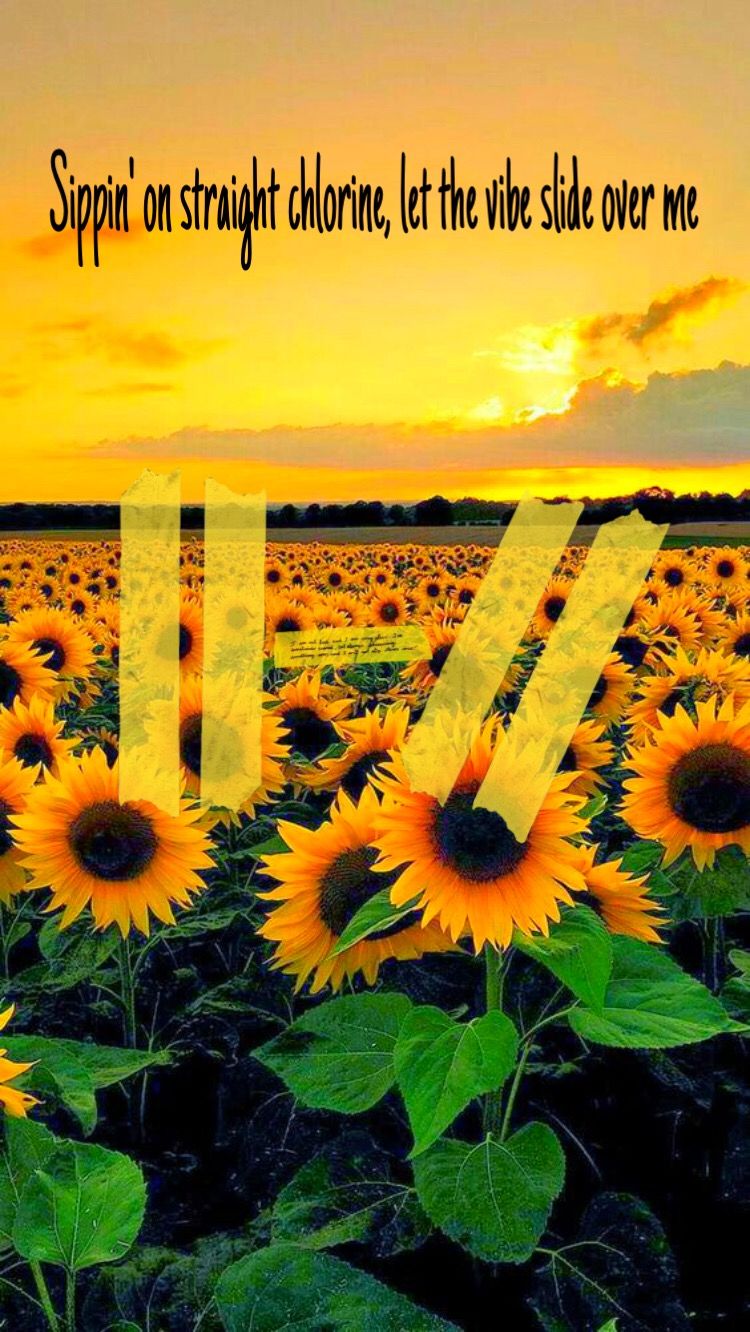 Sunflower Hd - HD Wallpaper 