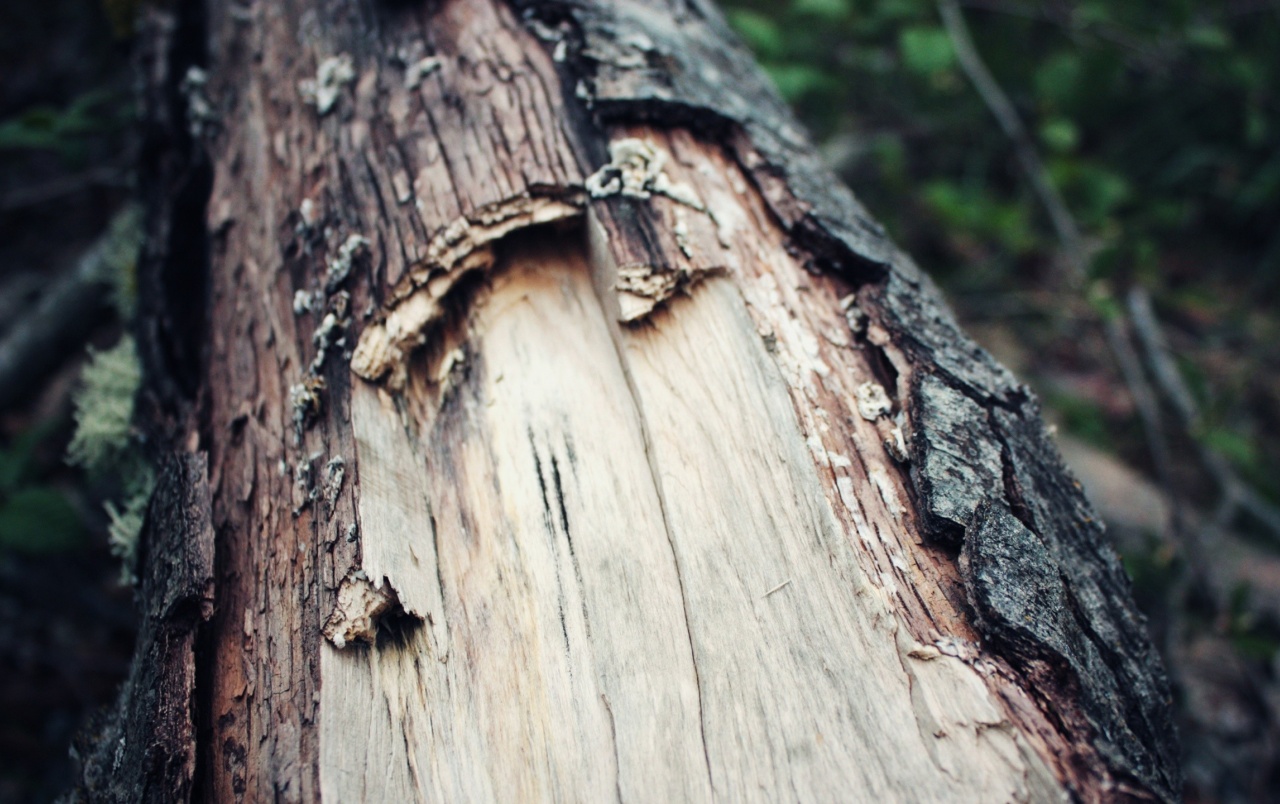 Tree Bark Macro Wallpapers - Iphone Wallpaper Tree Bark - HD Wallpaper 