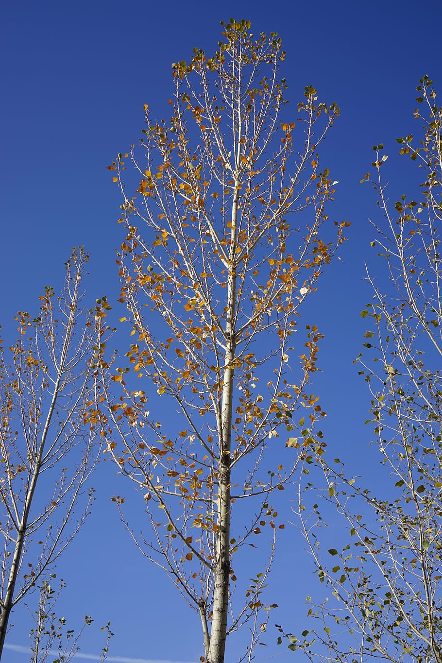 Zhangye, White Birch, Autumn, Sky, Blue, Low Angle - Plane-tree Family - HD Wallpaper 