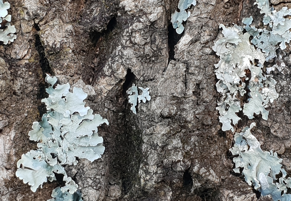 Bellflower - HD Wallpaper 