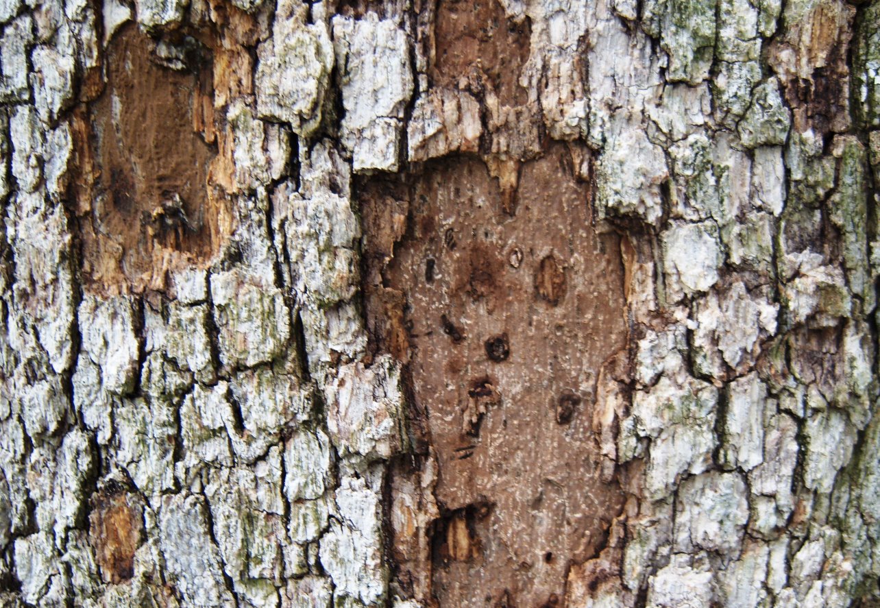 5 Wallpapers - Hypoxylon Canker Post Oak - HD Wallpaper 