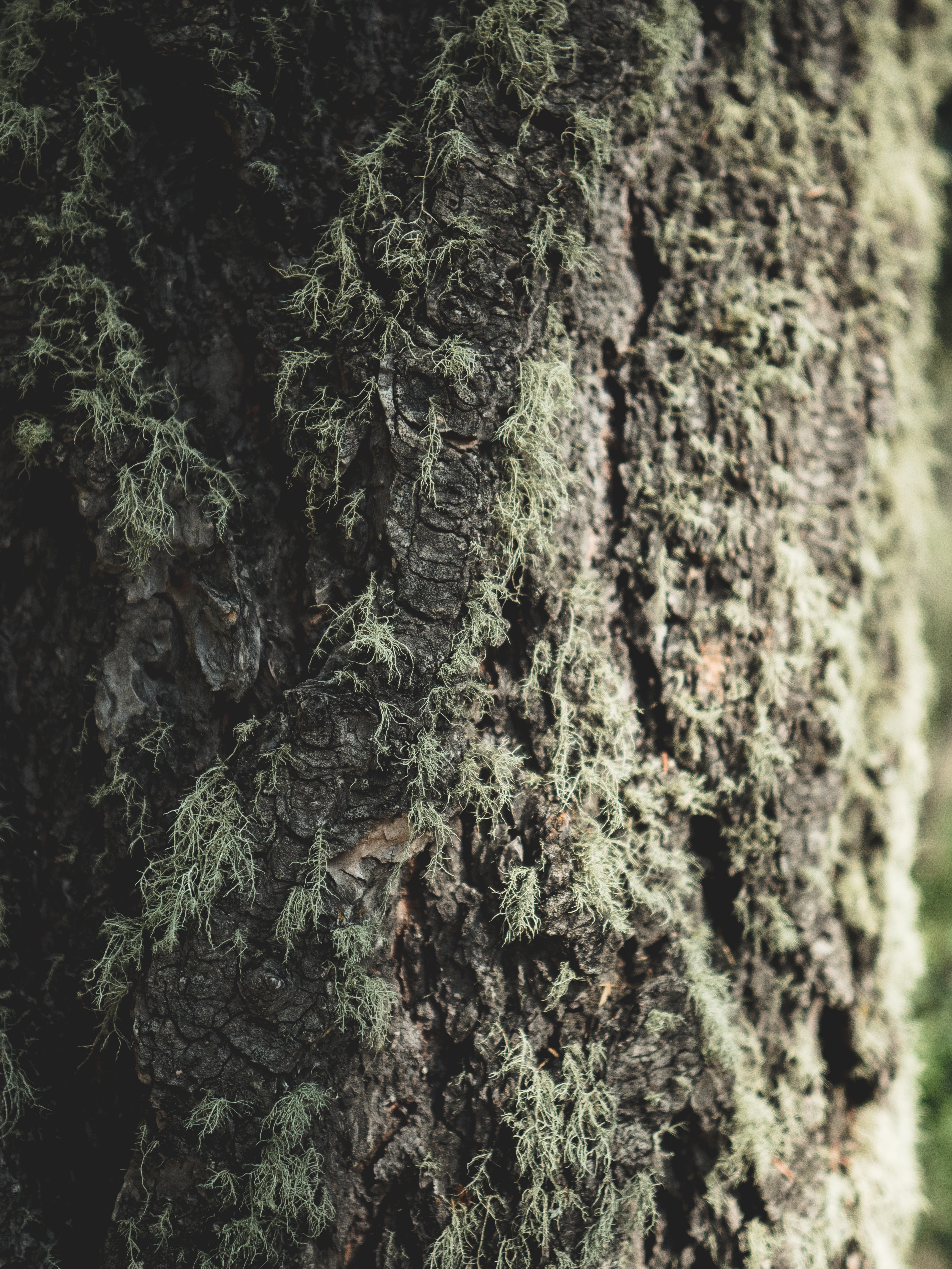 Wallpaper Tree, Bark, Moss, Macro, Closeup - Tree - HD Wallpaper 