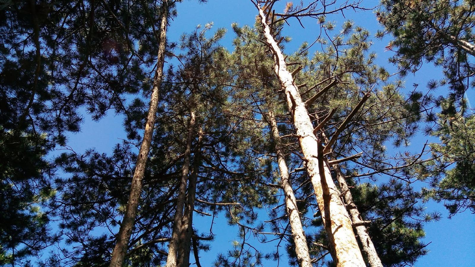 Grove - HD Wallpaper 