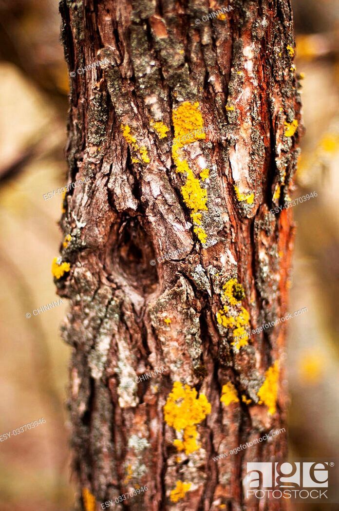 Tree Bark Texture - River Birch - HD Wallpaper 