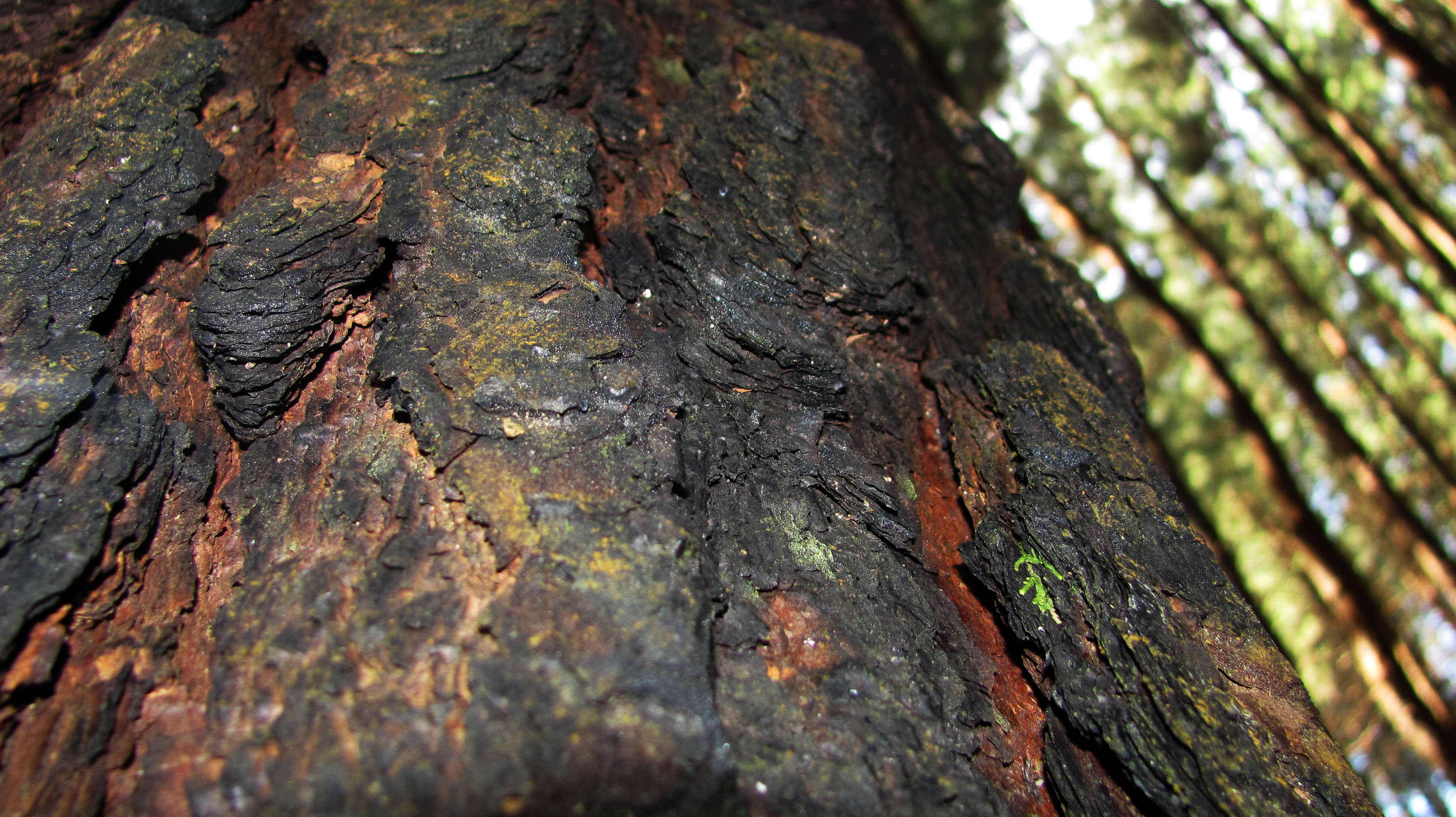 Best Linux Mint - HD Wallpaper 