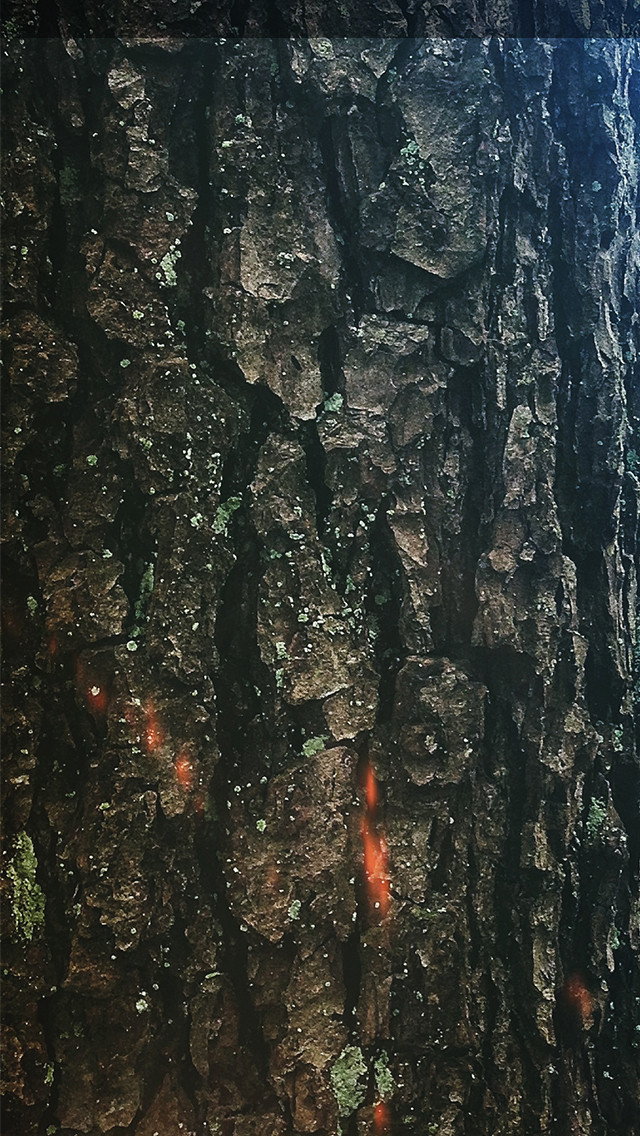 Tree Bark Iphone Background - HD Wallpaper 