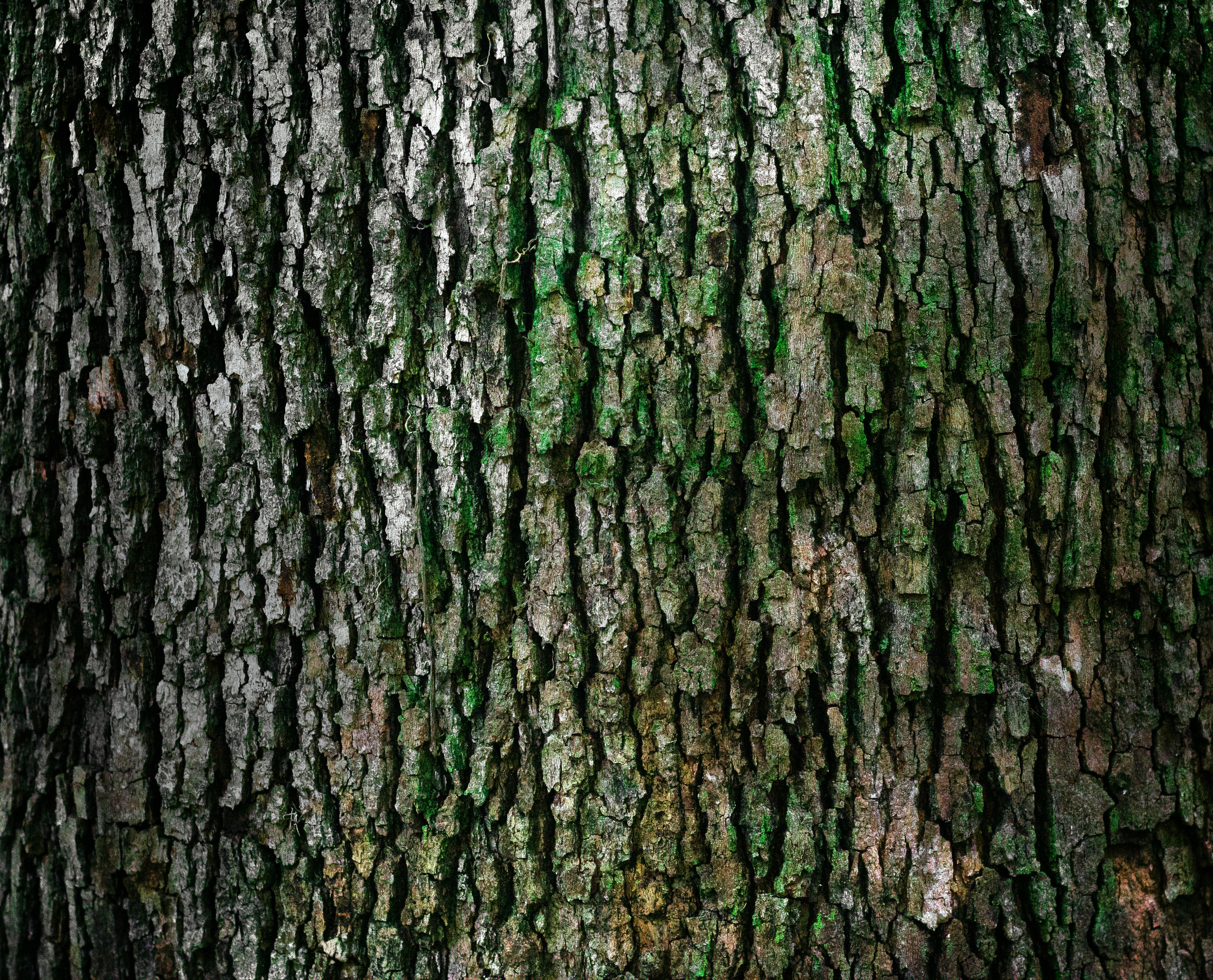Bark Tree - HD Wallpaper 