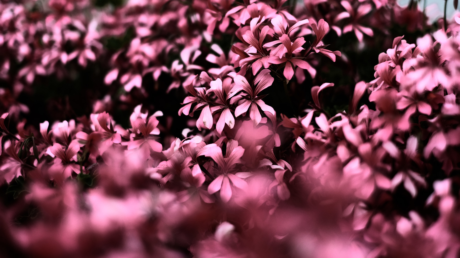 4k Flowers Backgrounds - HD Wallpaper 
