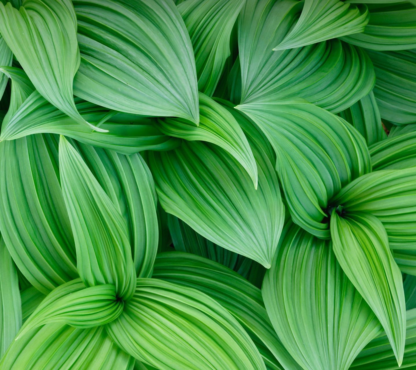 Moto G2 Wallpapers - Green Leaves Wallpaper Hd - HD Wallpaper 