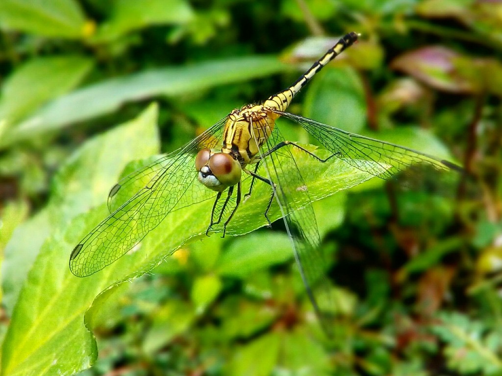 Dragon Fly - Dragonfly - HD Wallpaper 