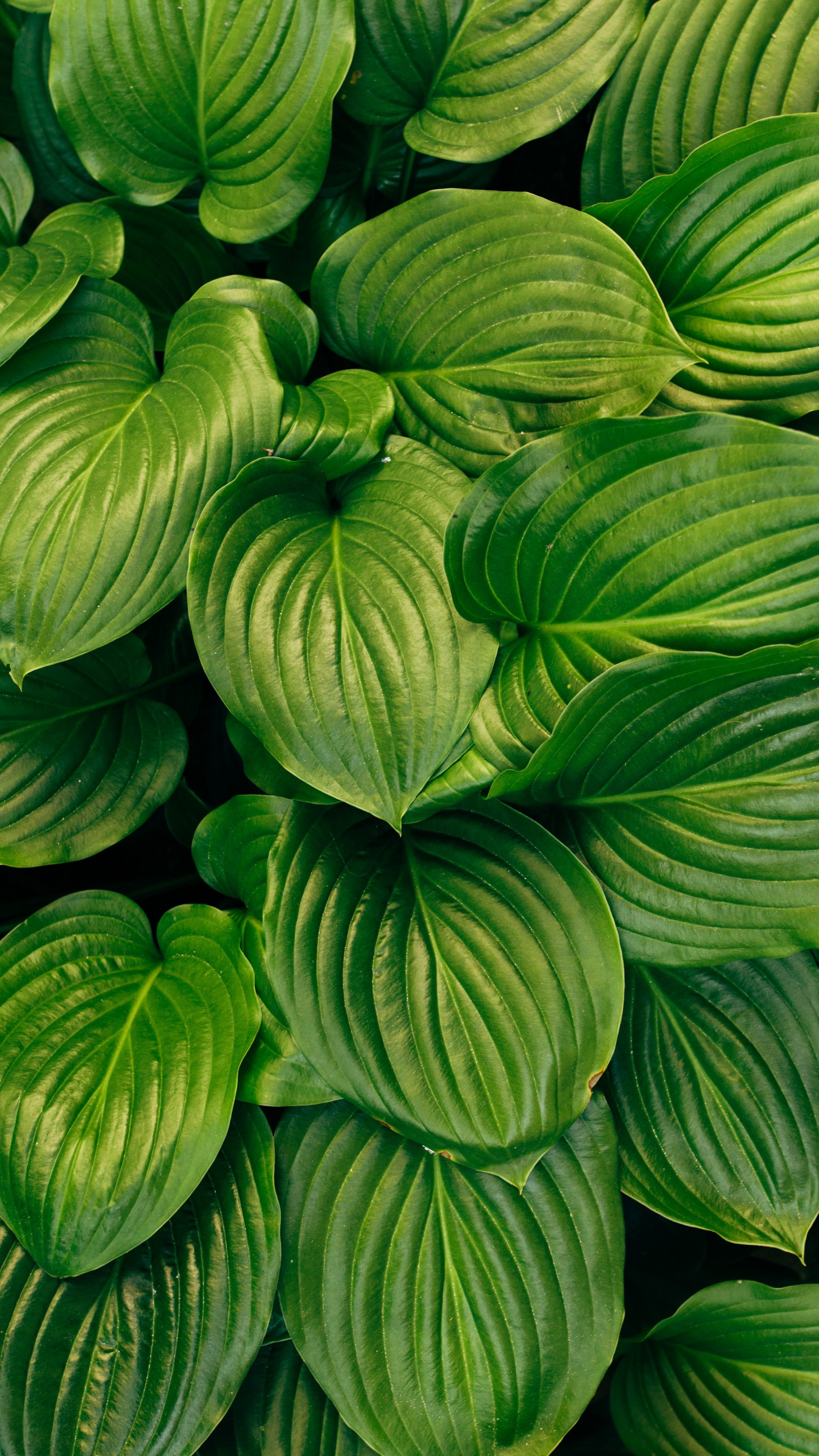 Green, Leaf, Dense And Big, Wallpaper - Mobile Phone - 2160x3840 Wallpaper  