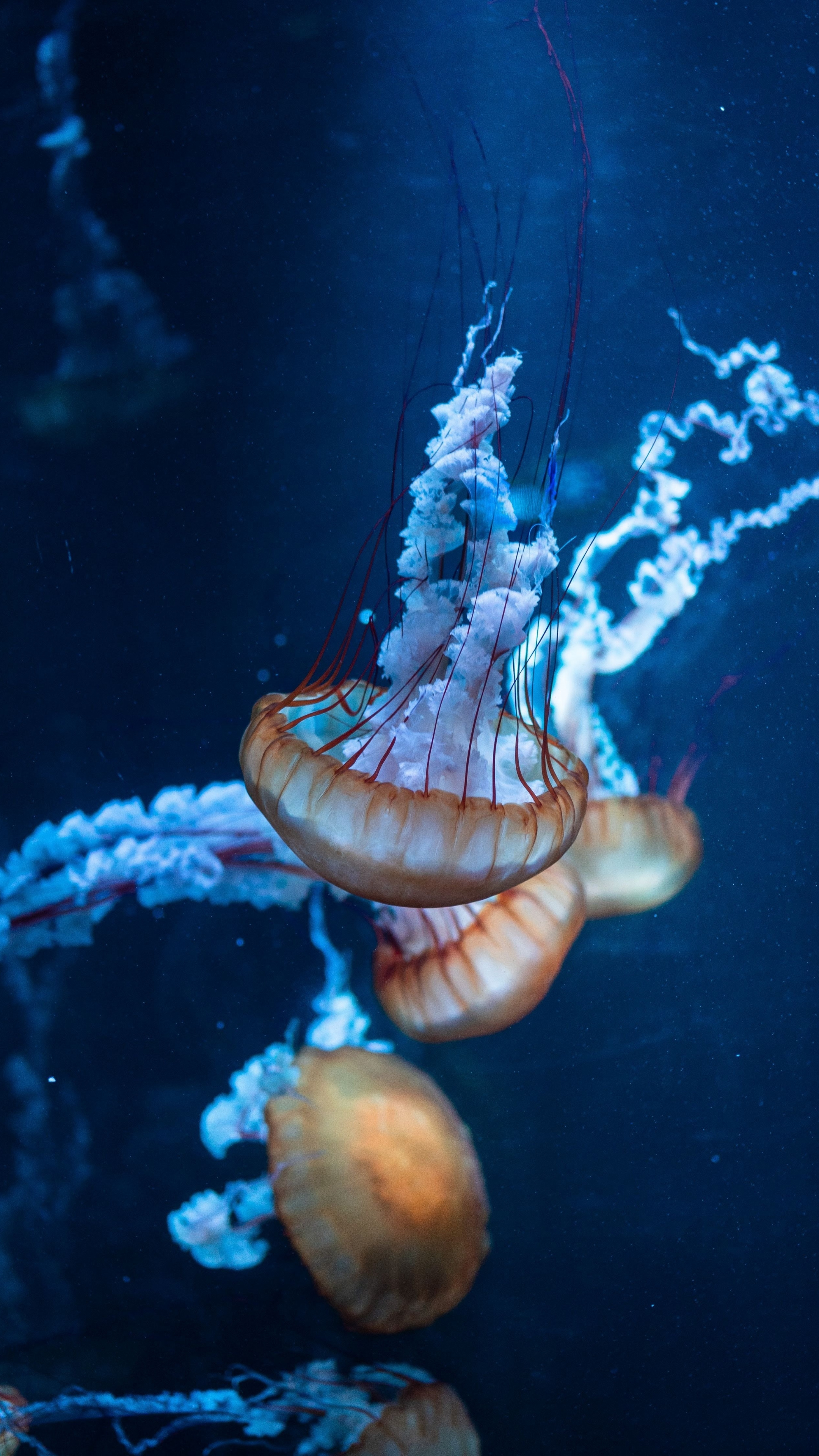Jellyfish, Underwater, Aquatic, Animals, Wallpaper - Iphone Jellyfish Background - 2160x3840 Wallpaper Jellyfish, Underwater, Aquatic, Animals, Wallpaper - Iphone Jellyfish Background - 2160x3840 Wallpaper