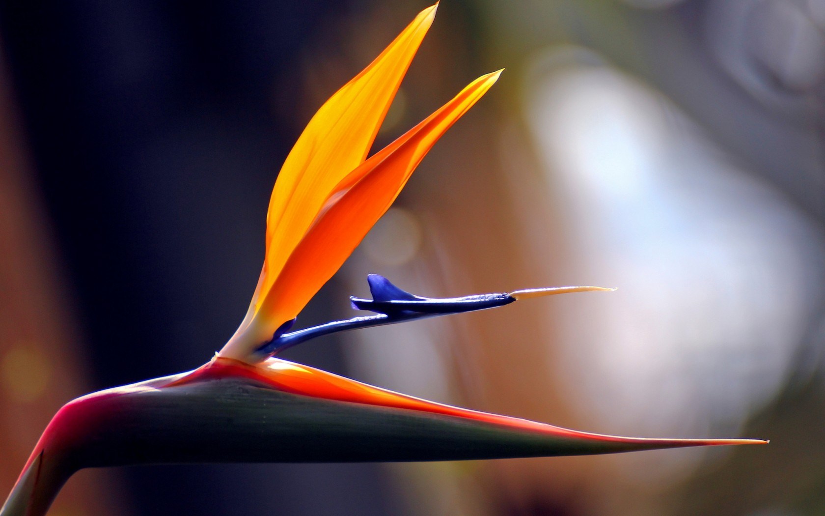 Flower Tropical Bird Of Paradise Strelitzia Africa - HD Wallpaper 