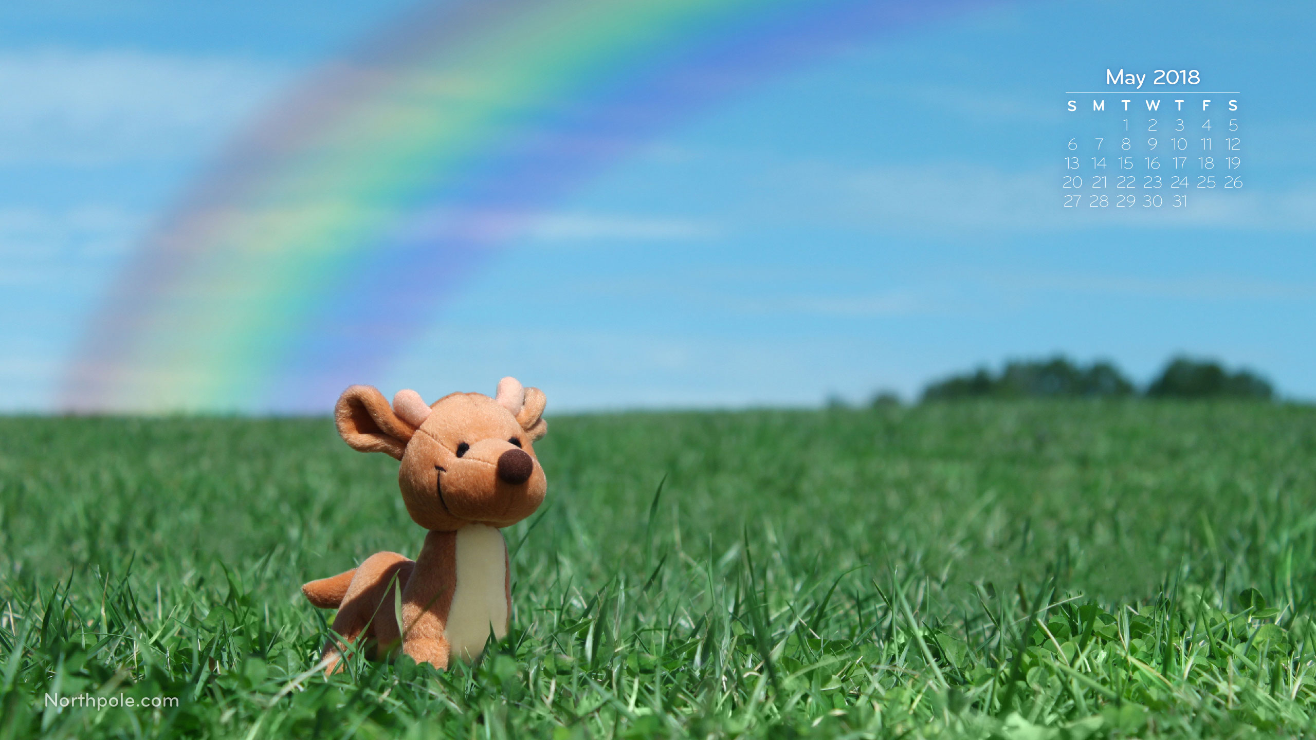 Grass - HD Wallpaper 