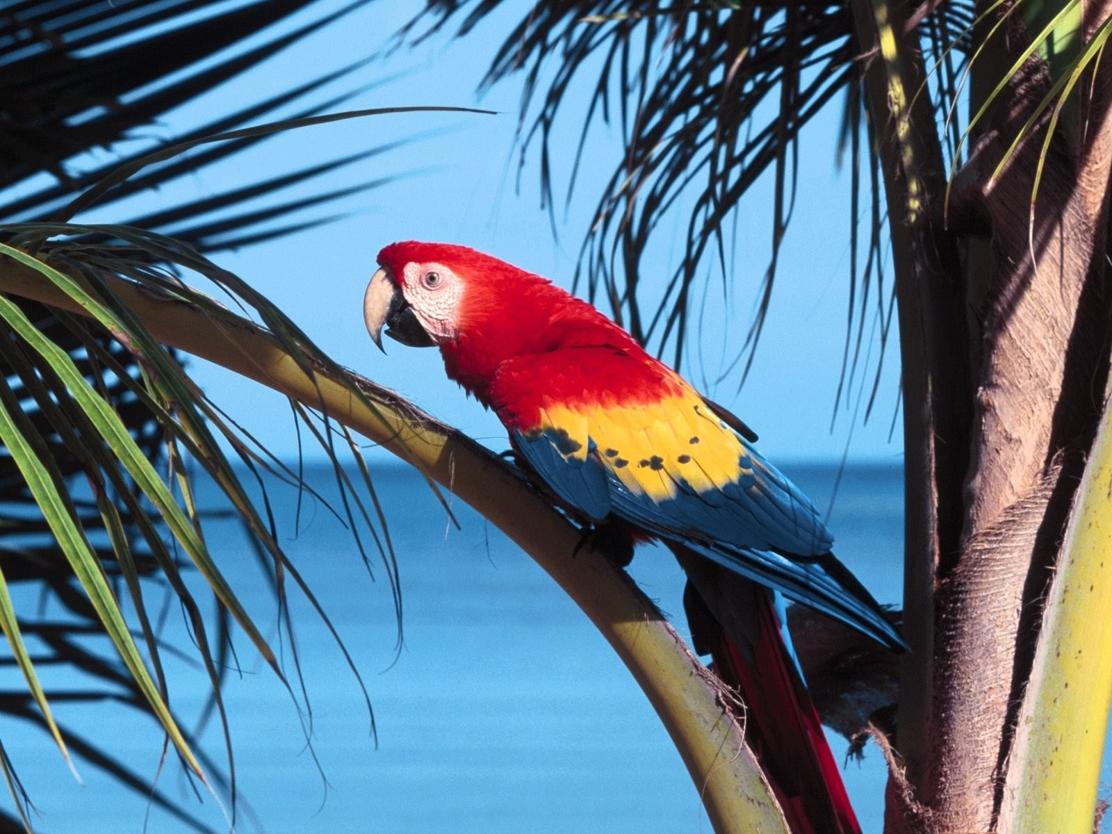 Tropical Birds On The Beach - HD Wallpaper 