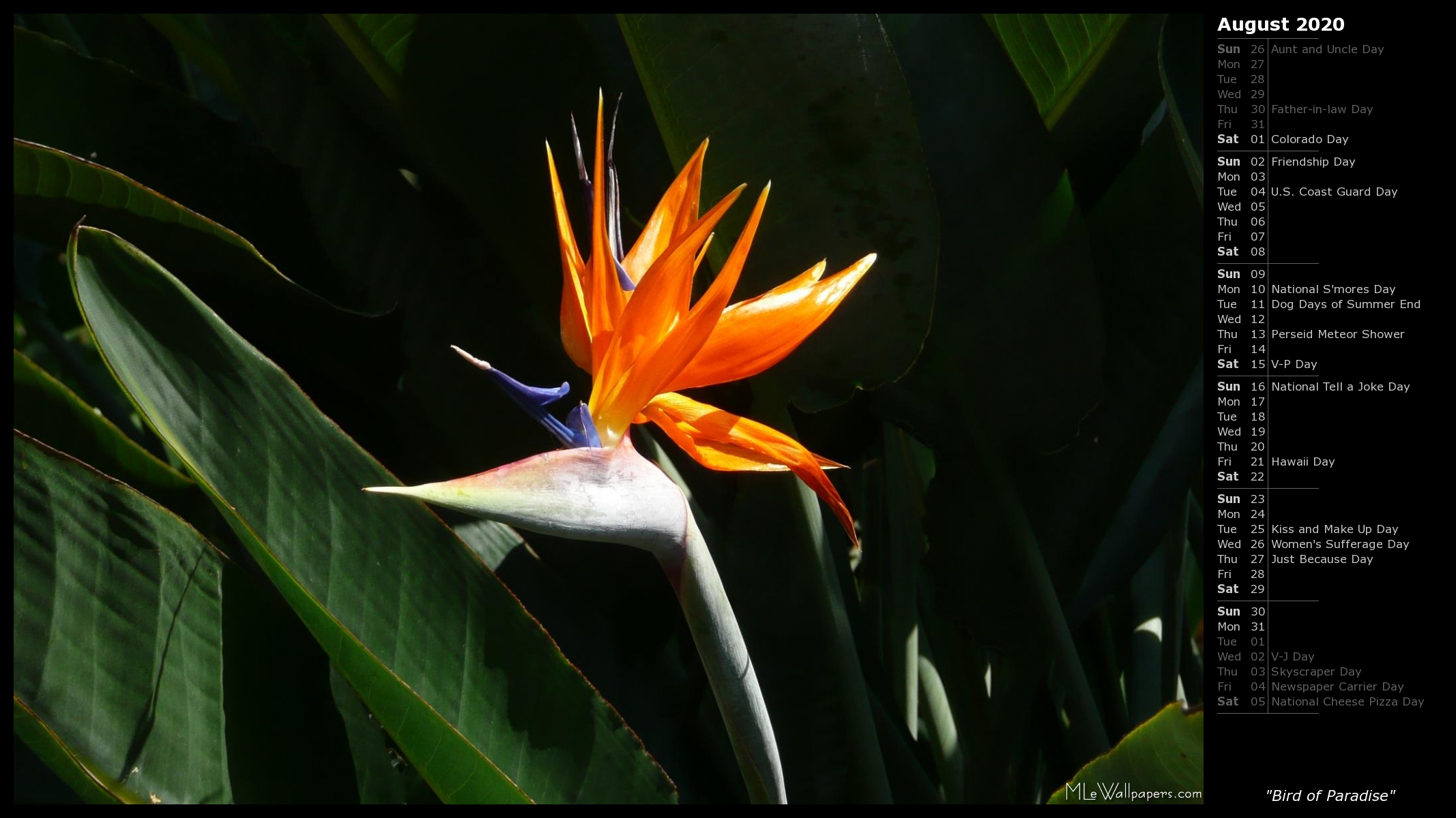 Bird Of Paradise - Tropical Flower Napkins - HD Wallpaper 