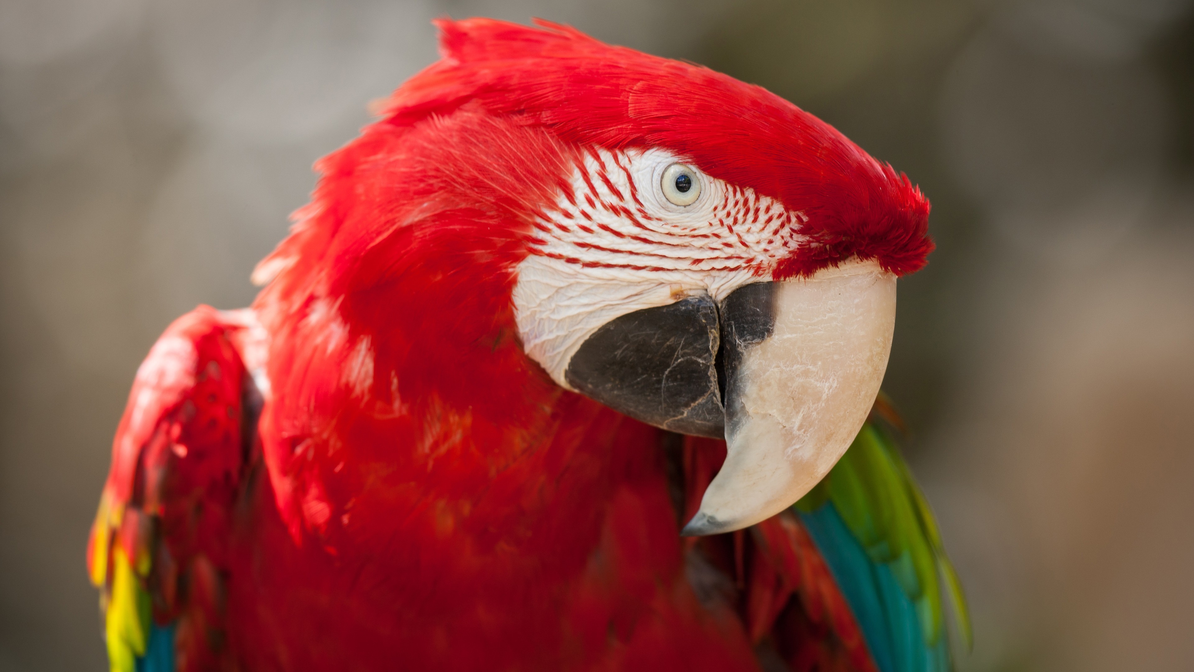 Macaw Parrot In High Resolution - HD Wallpaper 