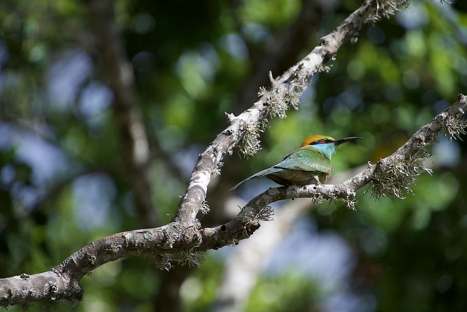 Bee-eater, Bird, Colorful, Nature, Tropical Bird, Green - Bee Eater - HD Wallpaper 