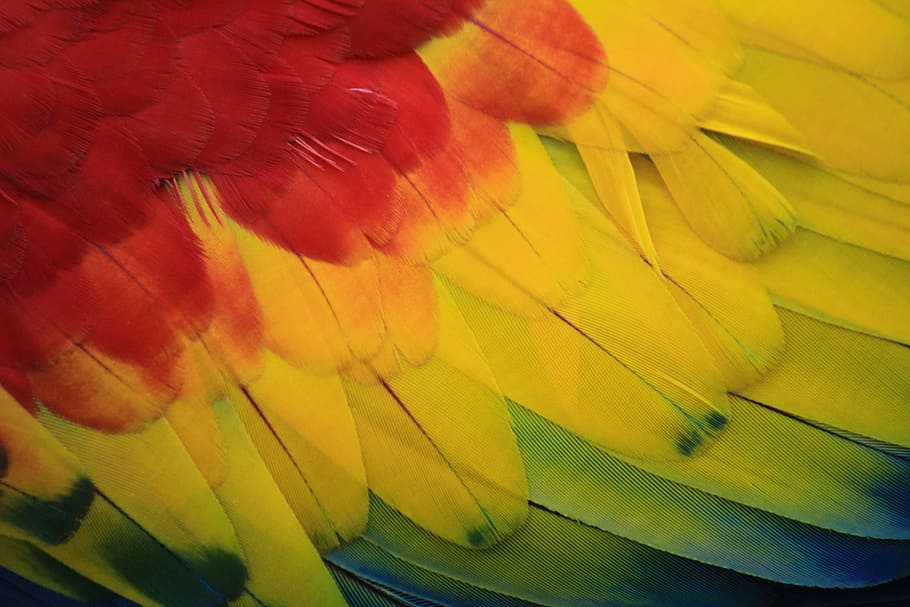 Scarlet Macaw Feather, Parrot, Red, Amazon, Ave, Bird, - Appalachian Cafe Ellijay Ga - HD Wallpaper 