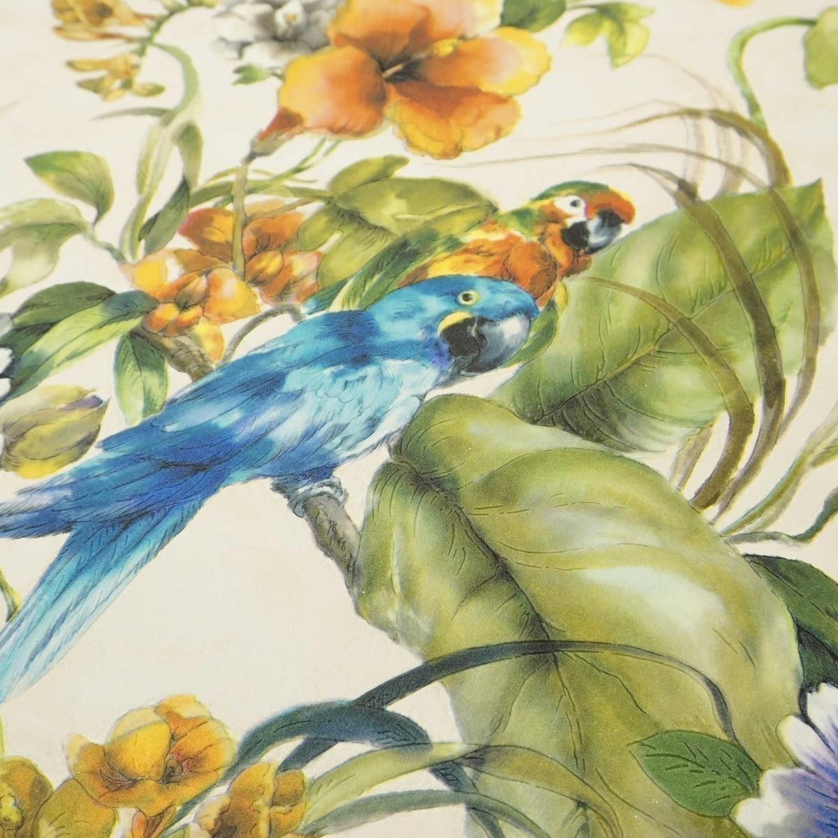 Macaw - HD Wallpaper 